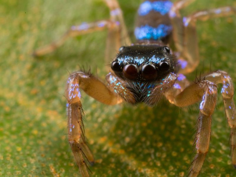 With its iridescent turquoise markings and four pairs of eyes, this jumping spider (Thania bhamoensis) is well-equipped to recognize and assess members of its own species. The spider’s large central eyes are responsible for acute vision and allow it to differentiate between potential mates and rivals. (Among other differences, females tend to be greener, while males are bluer.) Meanwhile, the spider’s three smaller pairs of eyes can detect movement on all sides, which comes in handy both when fighting off rivals and being on the lookout for potential prey.