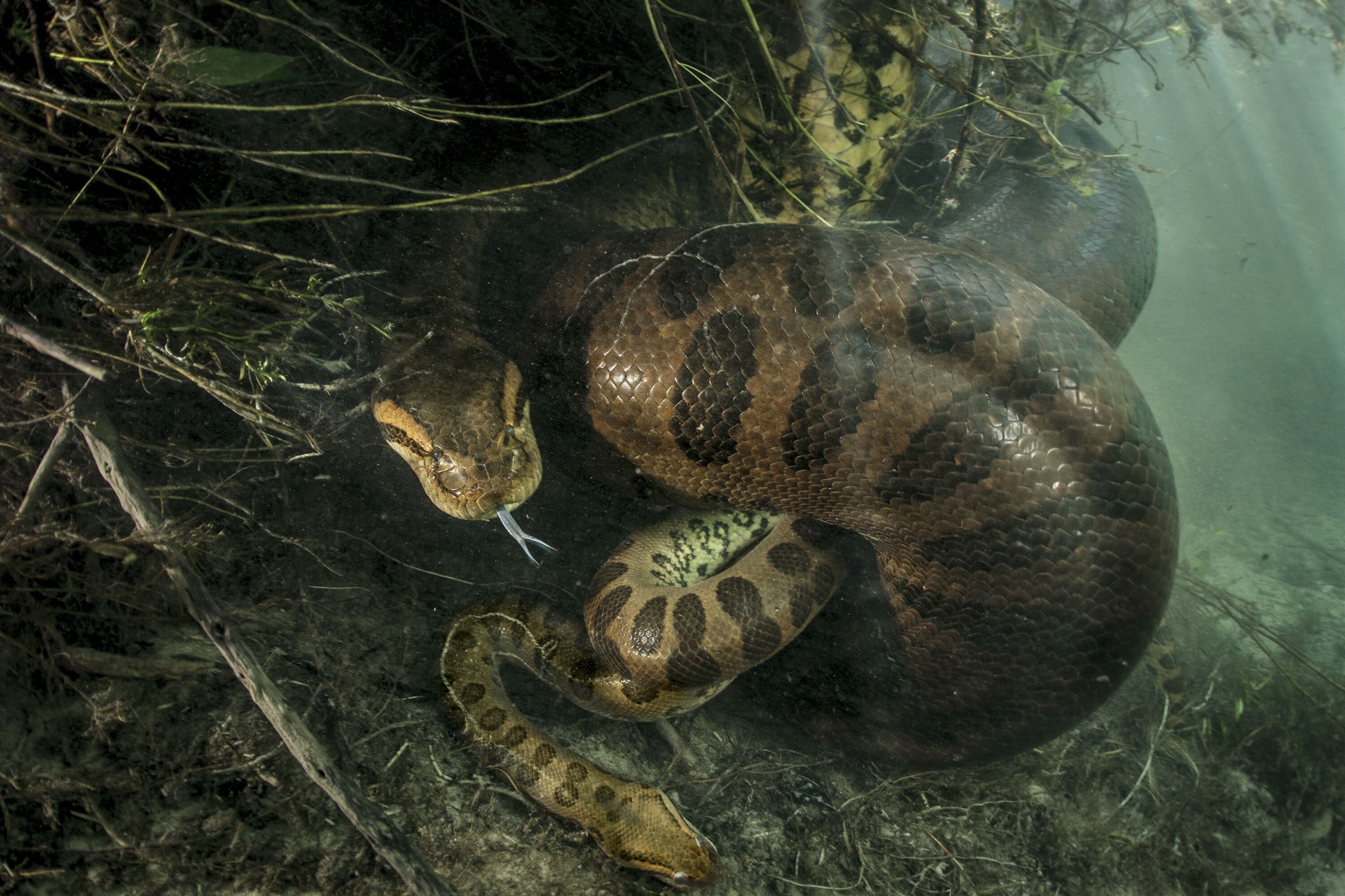 A female green anaconda kills a male after mating—a much needed meal before a gestational fast.