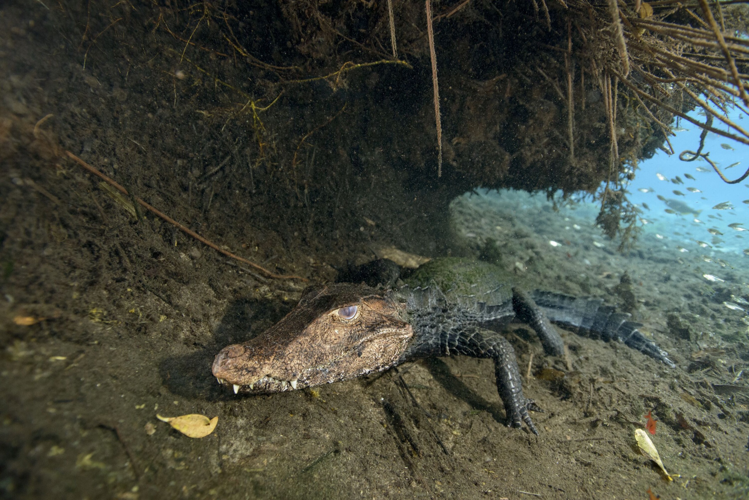 A yacare caiman idles under an outcropping in a river of the Serra da Bodoquena.