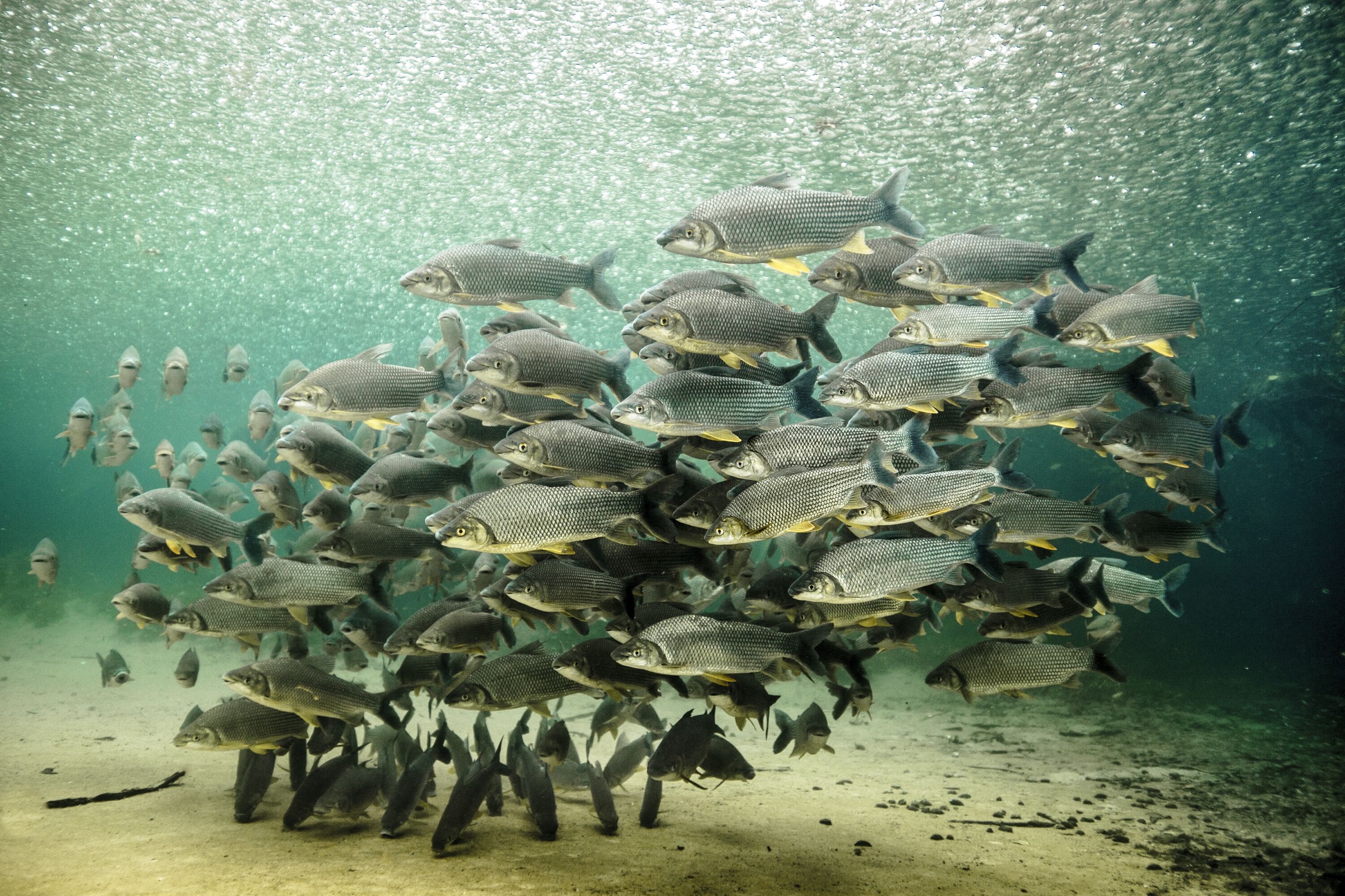 Fish species like these piraputanga are particularly susceptible to changing water conditions.