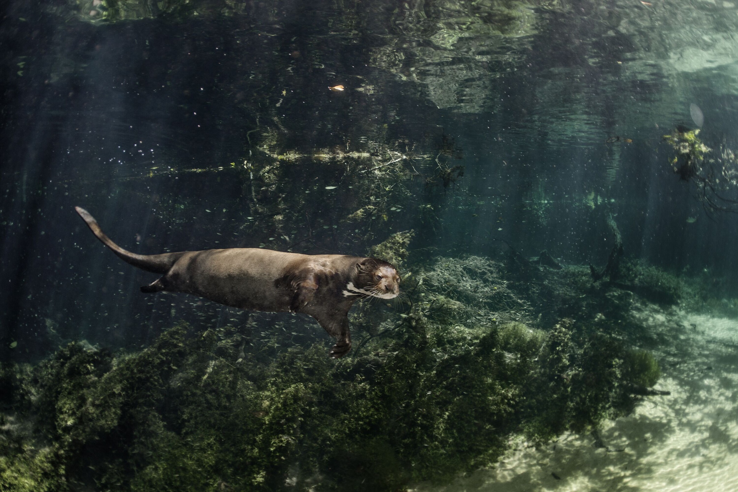 The clarity of the water makes looking for food easier for the carnivorous giant river otter.