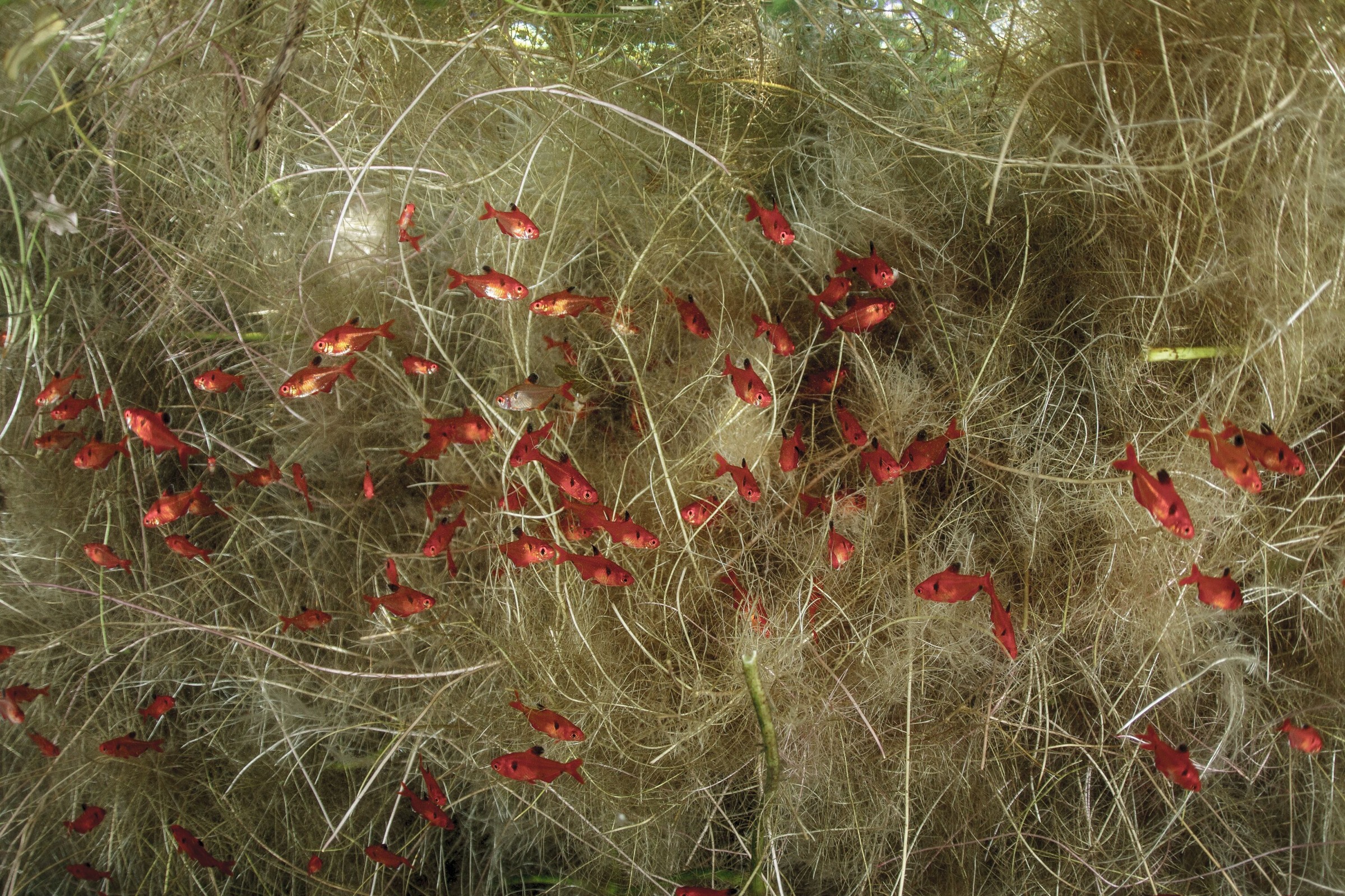 A shoal of tetras attach their eggs to underwater plants.
