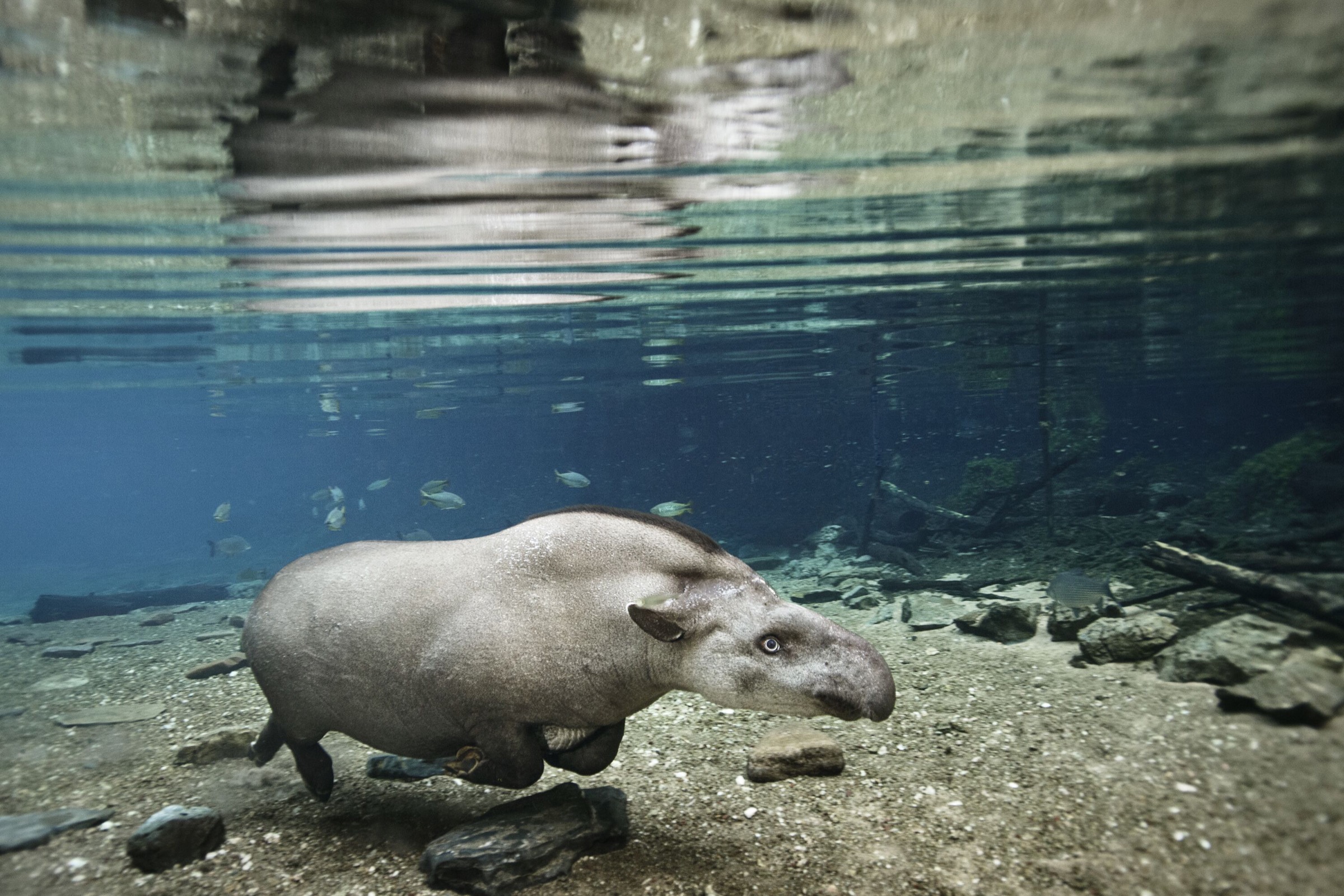 Rather than swim, a tapir walks along the riverbed in order to cross one of the rivers of the Serra da Bodoquena.