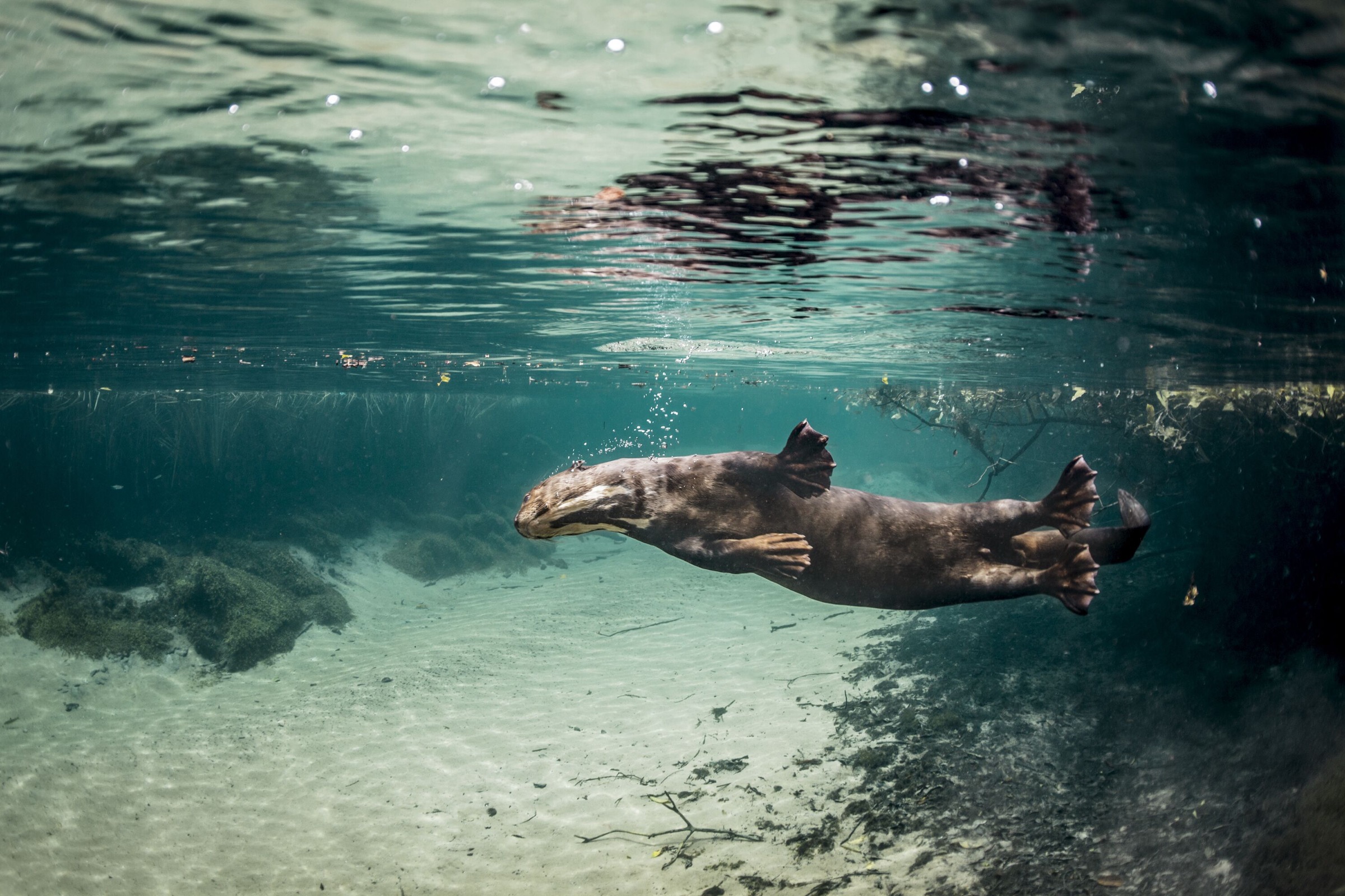 With their large webbed feet, giant river otters glide effortlessly through the Brazilian rivers outside the town of Bonito.