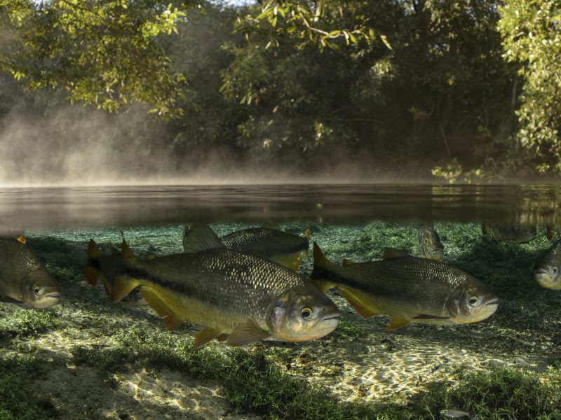 The Secret Garden - A small school of piraputanga gather near the surface of a river in the Bodoquena region of Brazil.