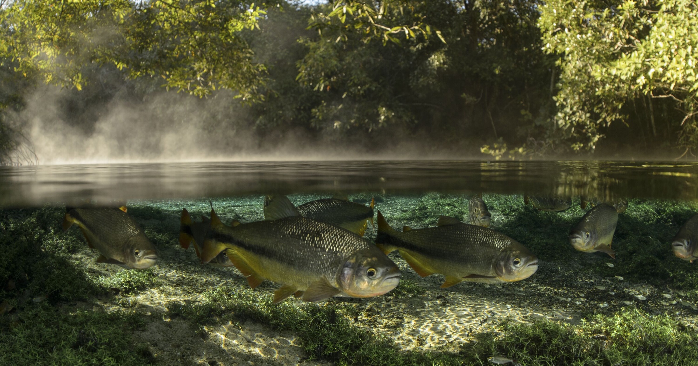 The Secret Garden - A small school of piraputanga gather near the surface of a river in the Bodoquena region of Brazil.
