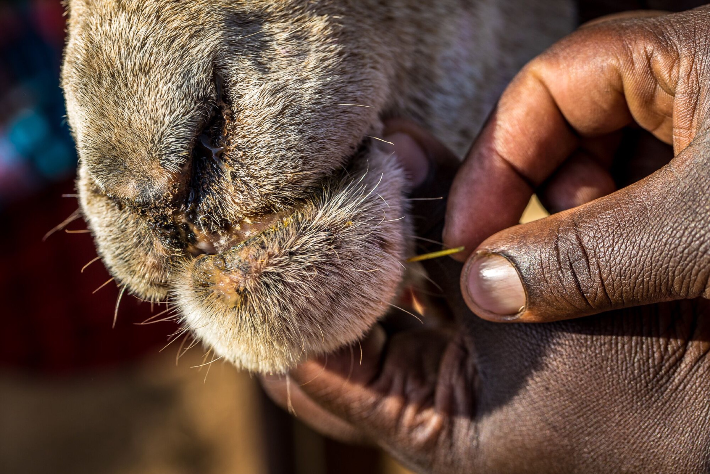 The prolific spread of the prickly pear cactus poses a threat to the livestock of the Laikipia Plateau. Unable to resist the sweet fruit that the cacti produce, cows, camels and other domesticated animals risk impalement and infection from the plant’s thorny defenses.