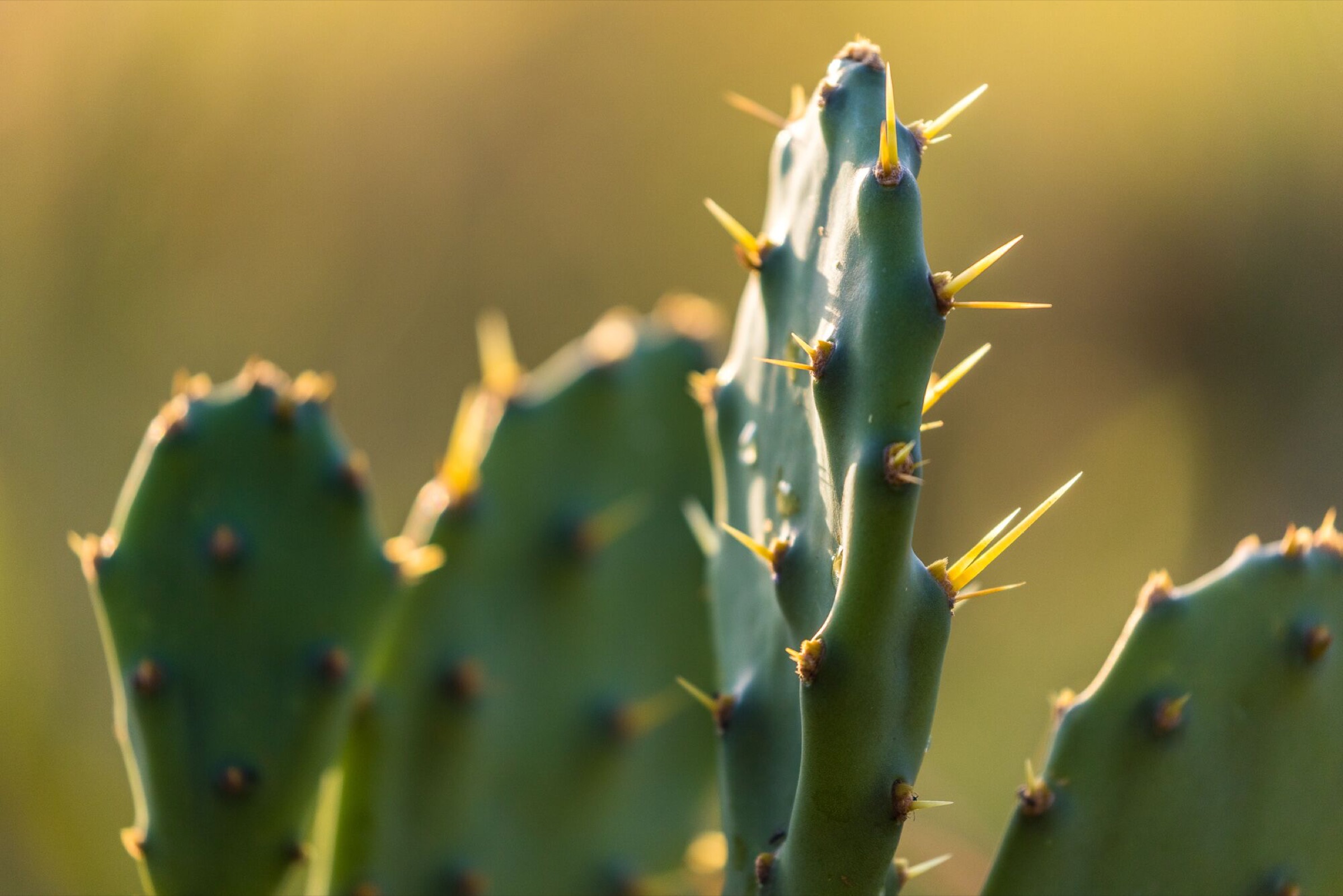 Originally brought to the area by British colonials to serve as decorative, living fencing, the prickly pear cactus now dominates the vegetation throughout much of Laikipia.