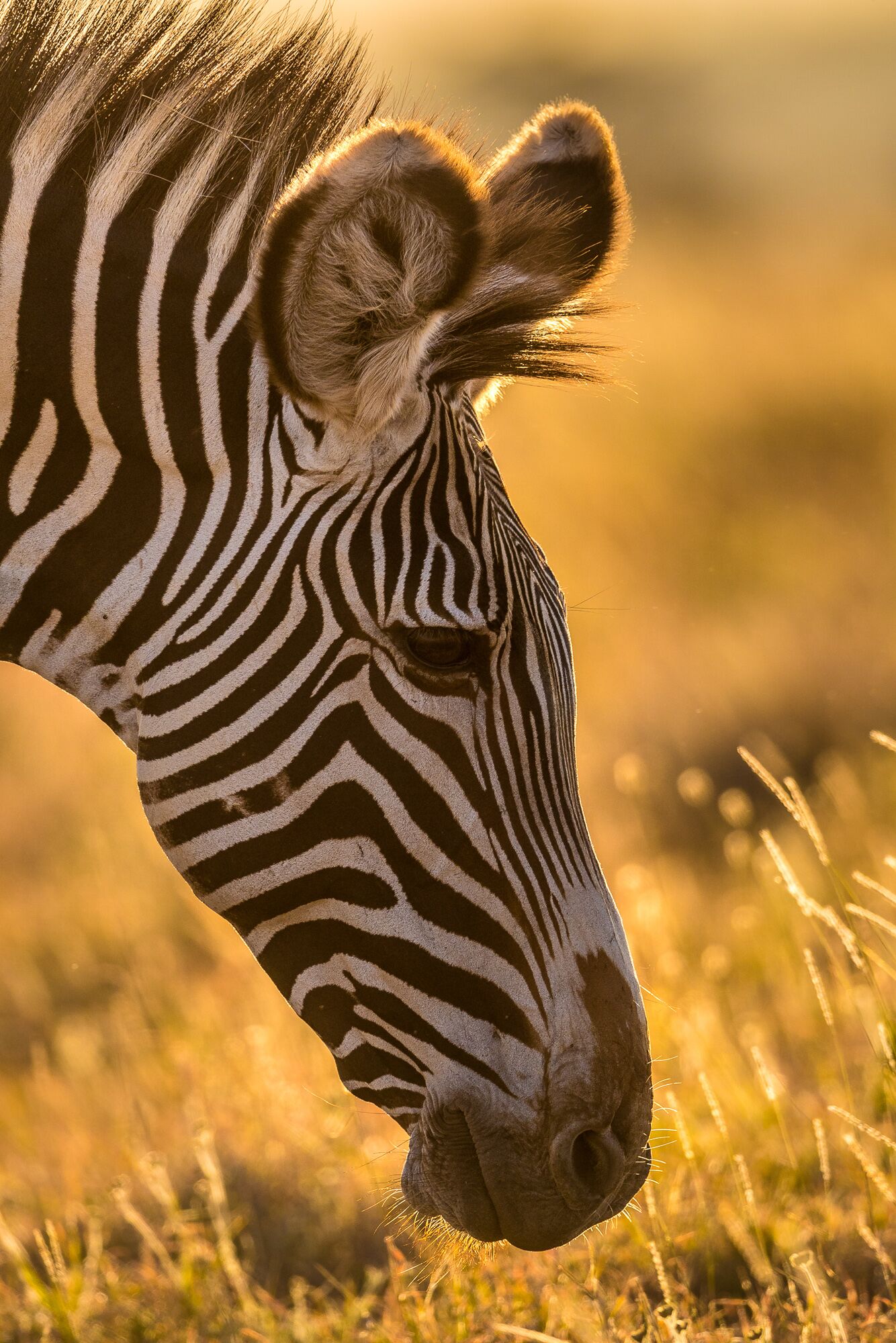 A Grevy’s zebra remains alert while feeding on native grasses. Grevy’s zebras have faced steep population declines in recent years as a result of degraded grasslands and competition with domestic livestock.