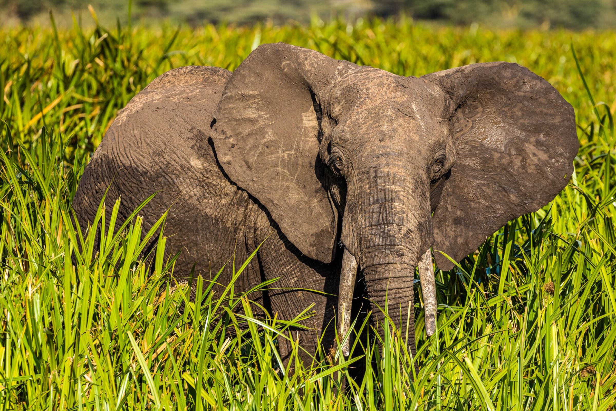 An elephant keeps a watchful eye on visitors to its home.