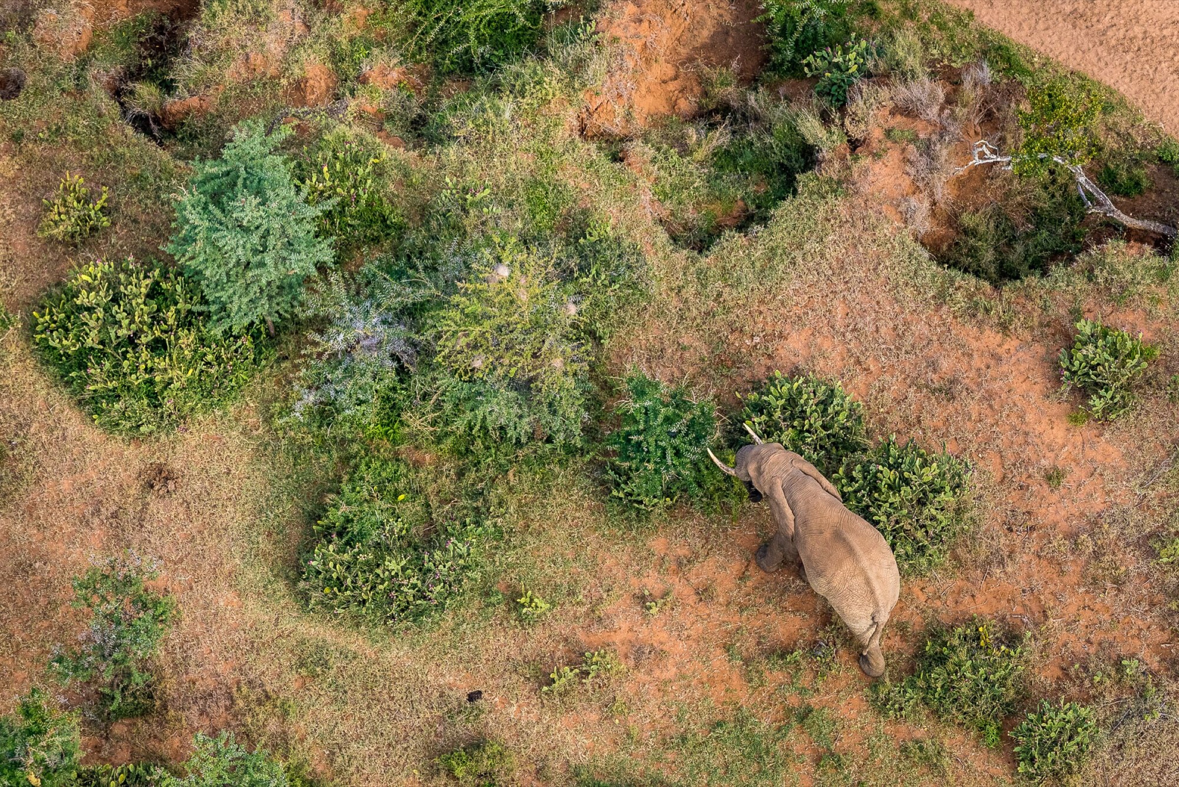 By feeding on cactus fruits and dispersing their seeds, often miles from where they were consumed, elephants have contributed to the spread of invasive prickly pear cacti.