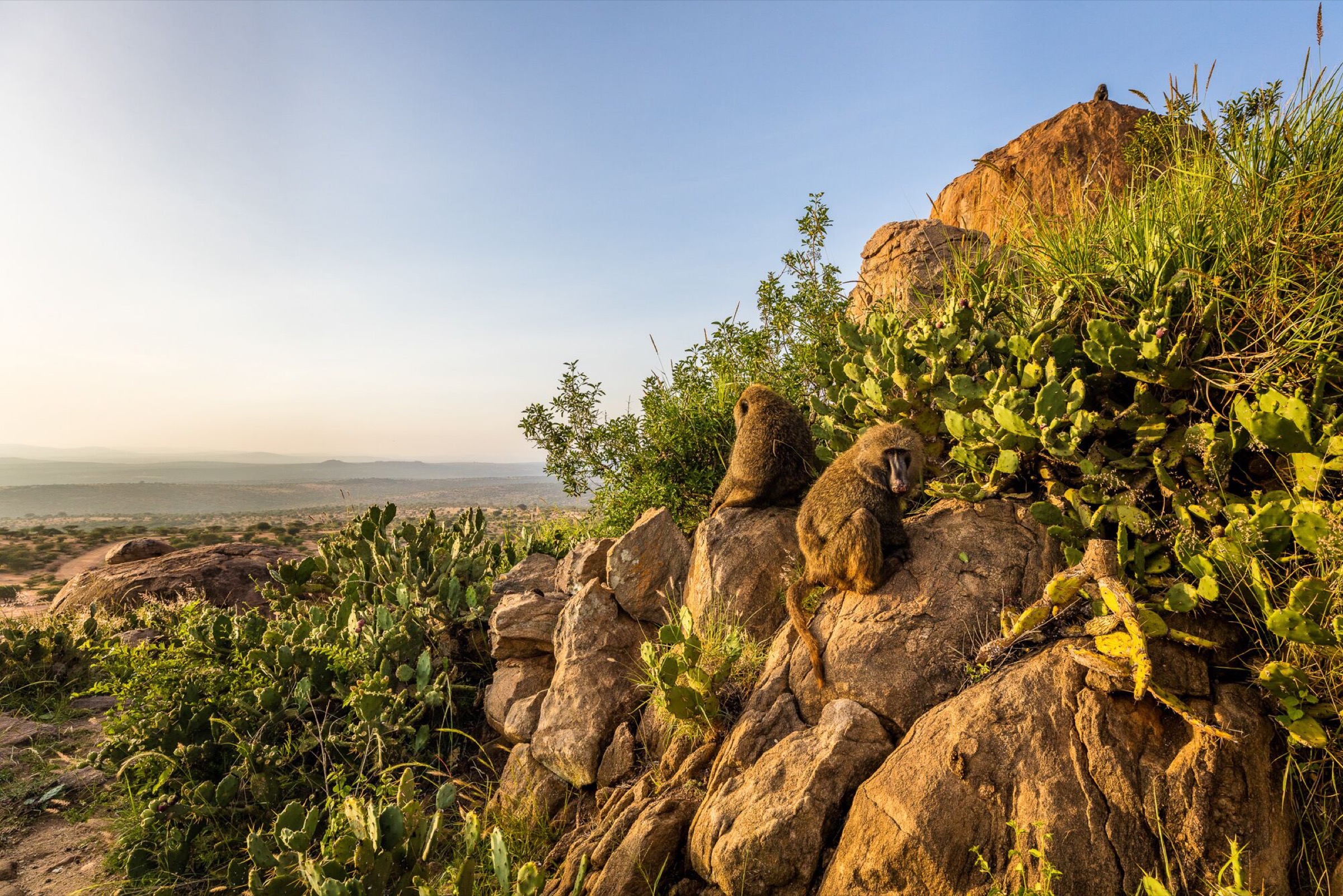 Several members of an olive baboon troop rest on rocky outcrops that are dotted with prickly pear cacti.