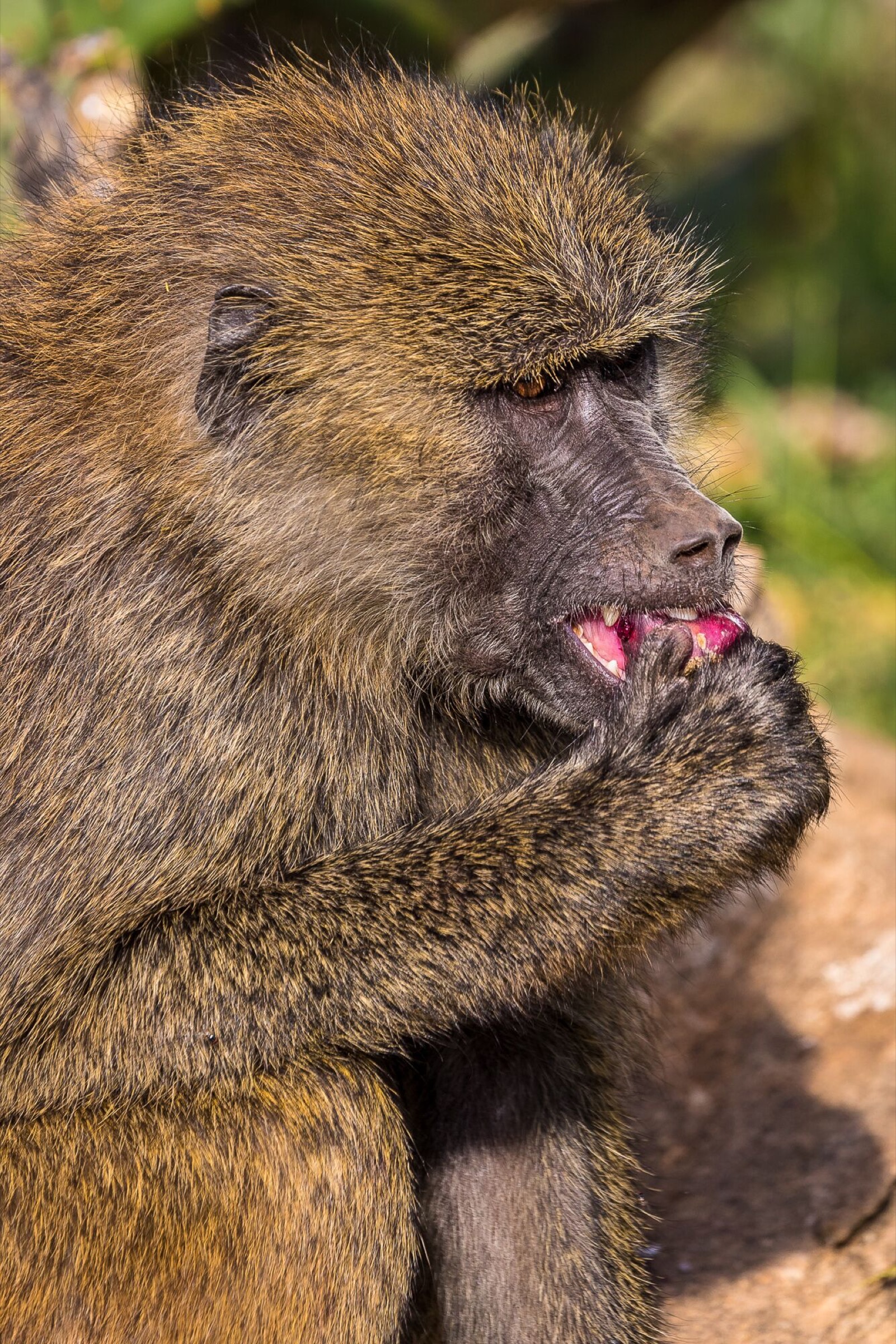 Baboons avoid the harmful effects of the prickly pear's defenses by rolling cactus fruits along the ground to remove spikes and fine hairs before consuming them.