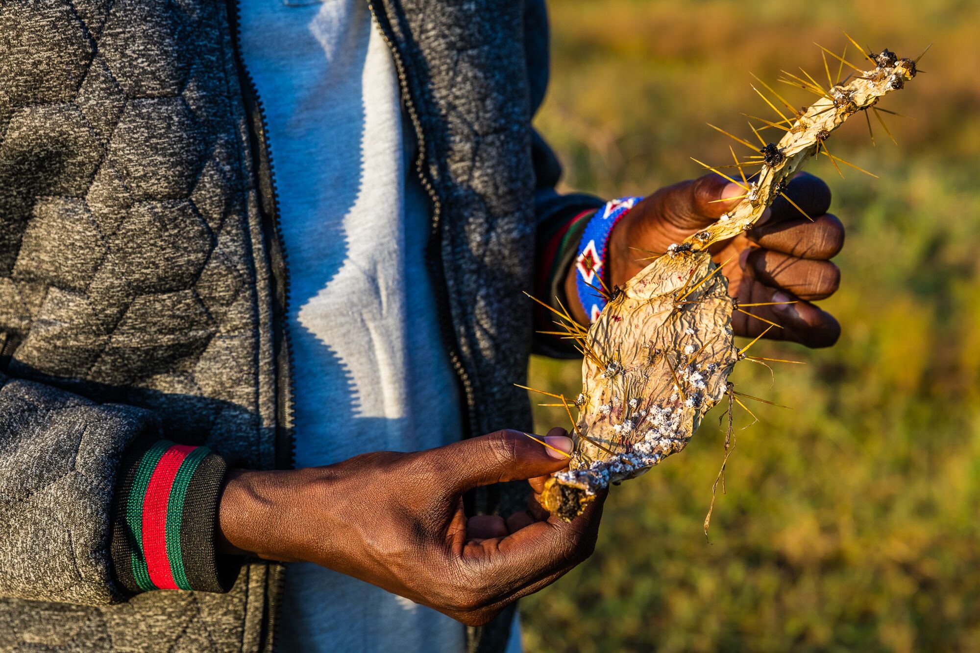 Joseph Putunoi, a rangeland management officer at the Northern Rangelands Trust, holds a shriveled cactus plant killed by cochineal insects.