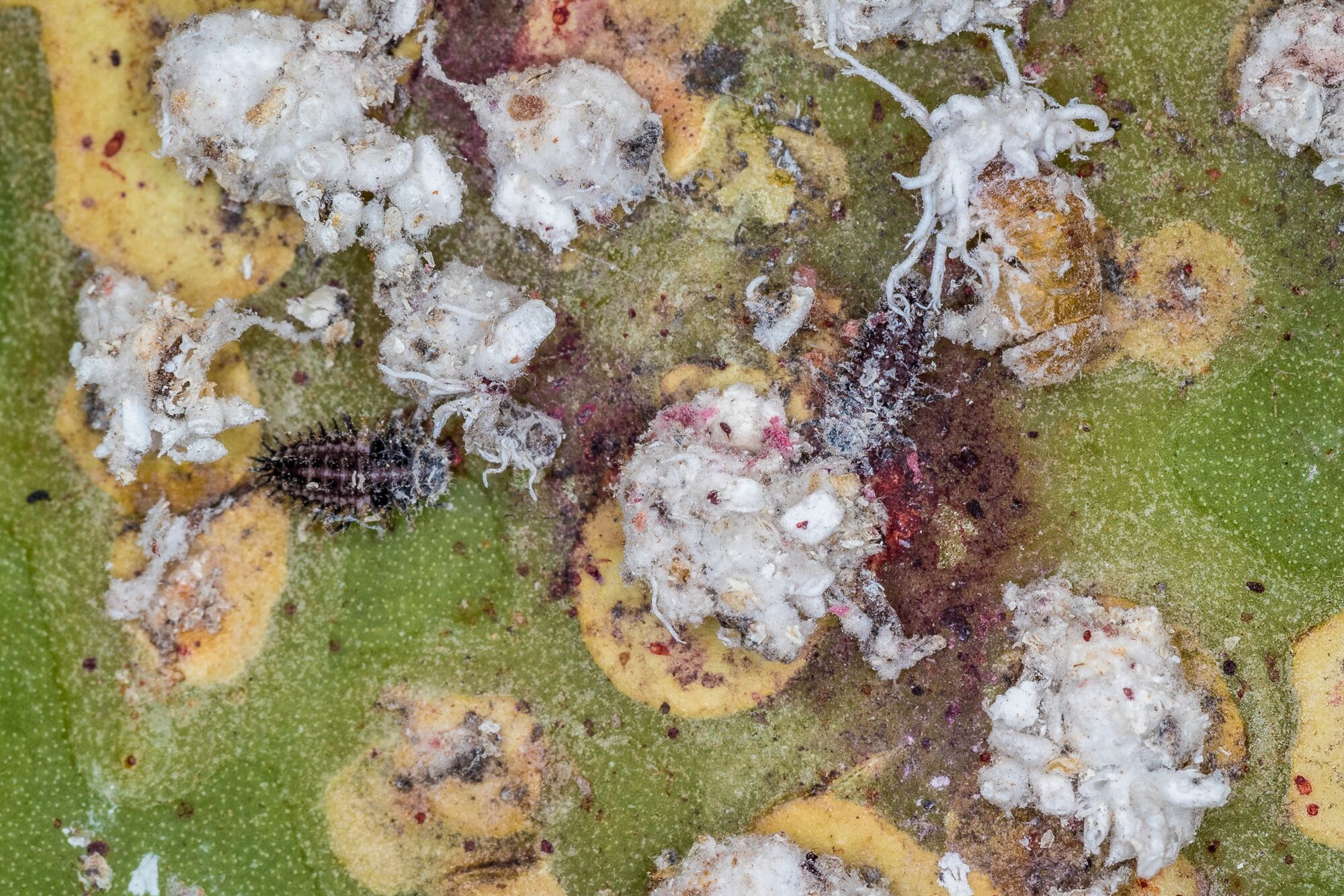 Cochineal insects protect themselves with a white protective membrane while feeding on cactus plants.