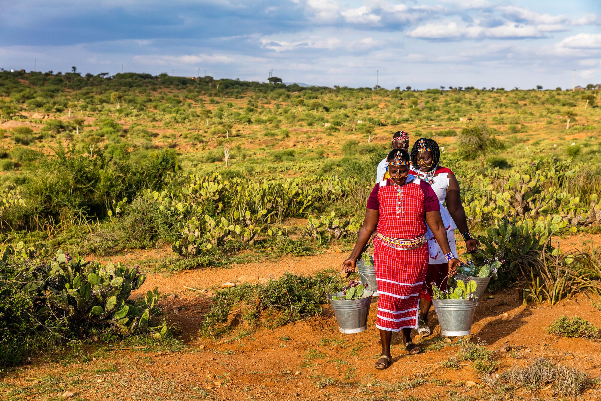 Maasai women—Cicilia Ikere (front), Rosemary Nenini (middle), Margaret Nyambura Mamai (back)—carry buckets filled with cochineal insect-infested prickly pear pads in search of thickets of healthy, green cactus plants to treat.