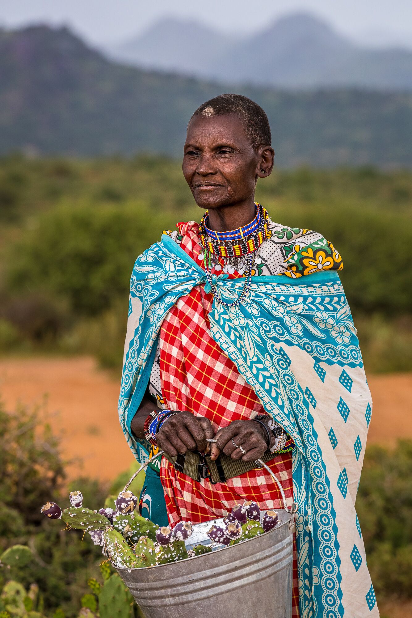 Margaret Nyambura Mamai manages a greenhouse at her homestead in Munishoi group ranch, raising cochineal insects to be used in prickly pear cactus control efforts.