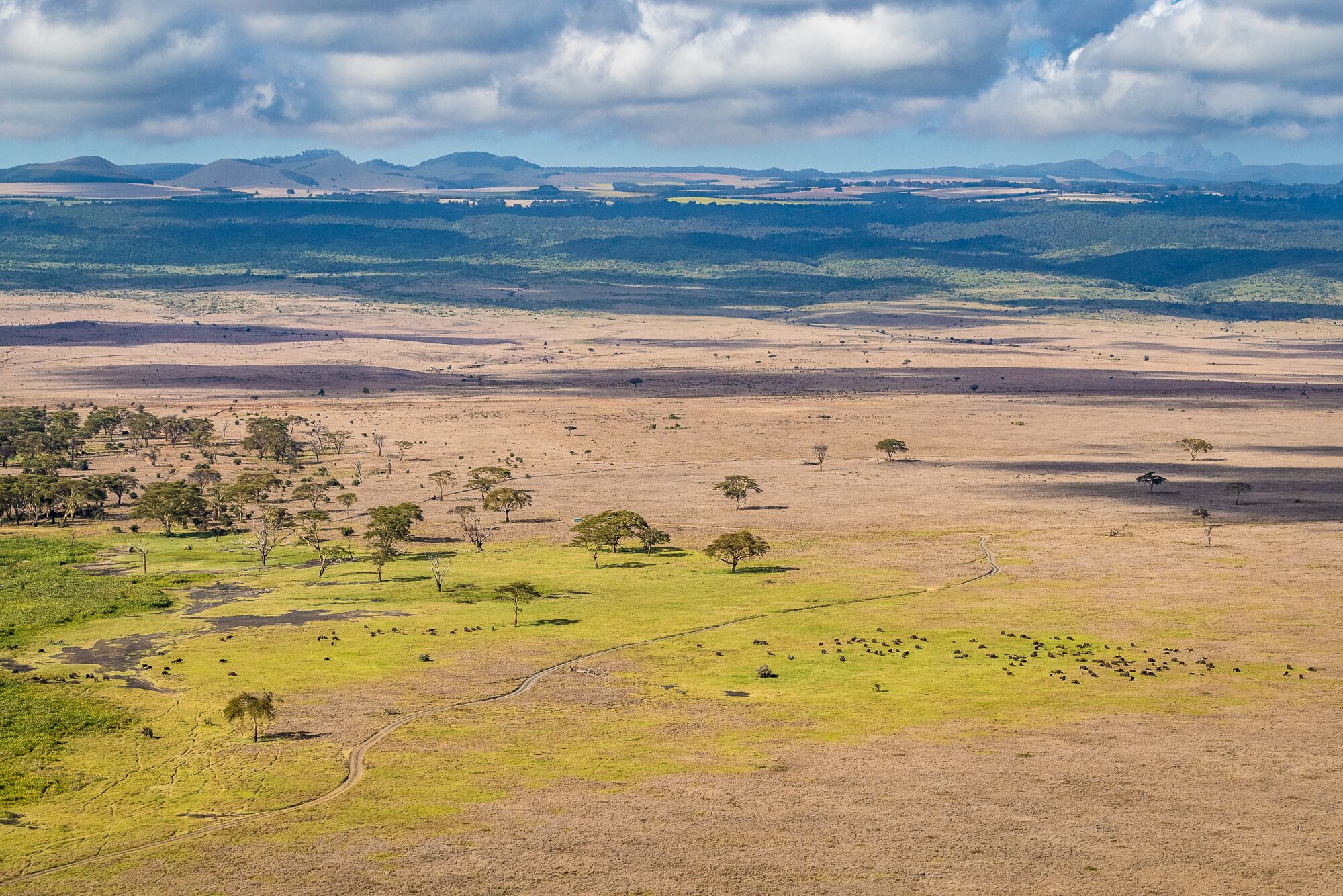 The grasslands of the Laikipia Plateau are receiving some much-needed help from the local community through the removal of invasive species and the improvement of livestock grazing practices.