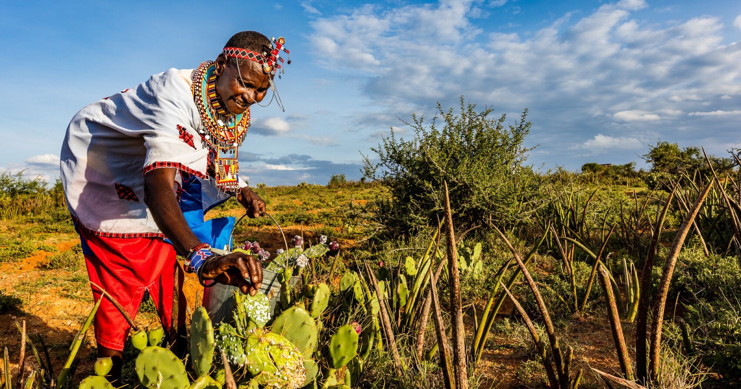 Margaret Nyambura Mamai, a Maasai woman, places cactus pads infested with cochineal insects into healthy (and partially infested) thickets of prickly pear plants on the Laikipia Plateau.