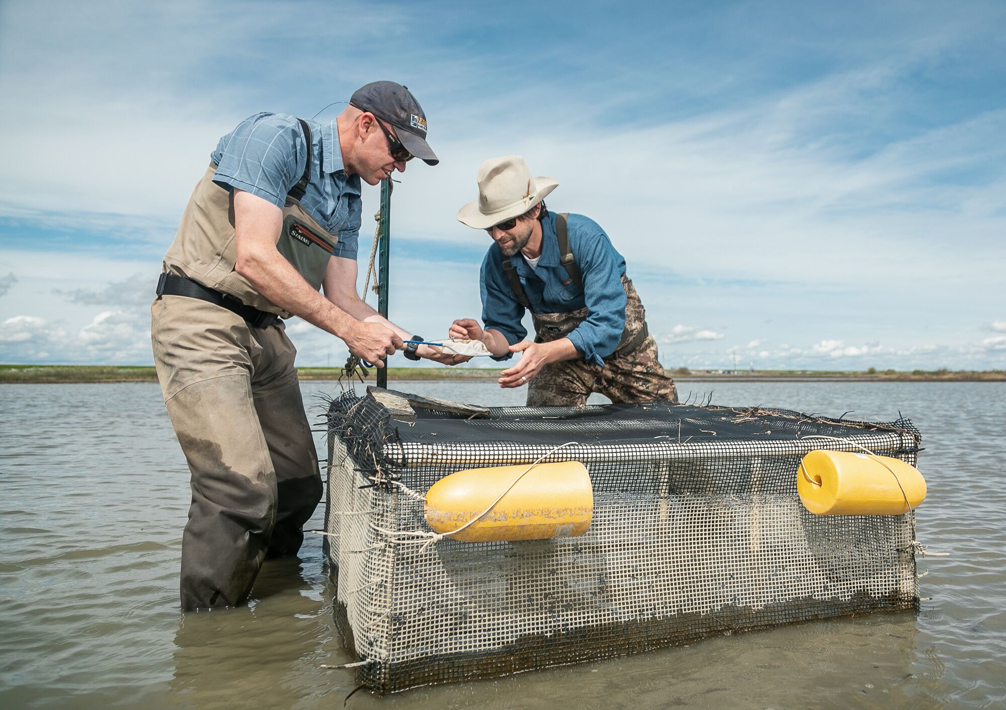 Carson Jeffres from the University of California, Davis and Jacob Katz from California Trout scoop a Chinook salmon fry out of a cage in a flooded rice field at Knaggs Ranch.