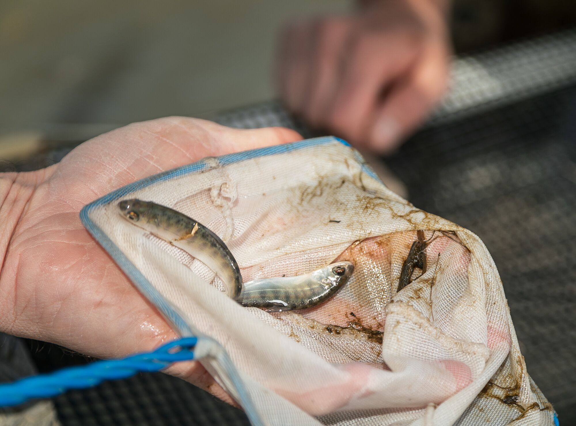 Carson Jeffres scoops two young Chinook salmon out of a cage in a flooded rice field near Sacramento.