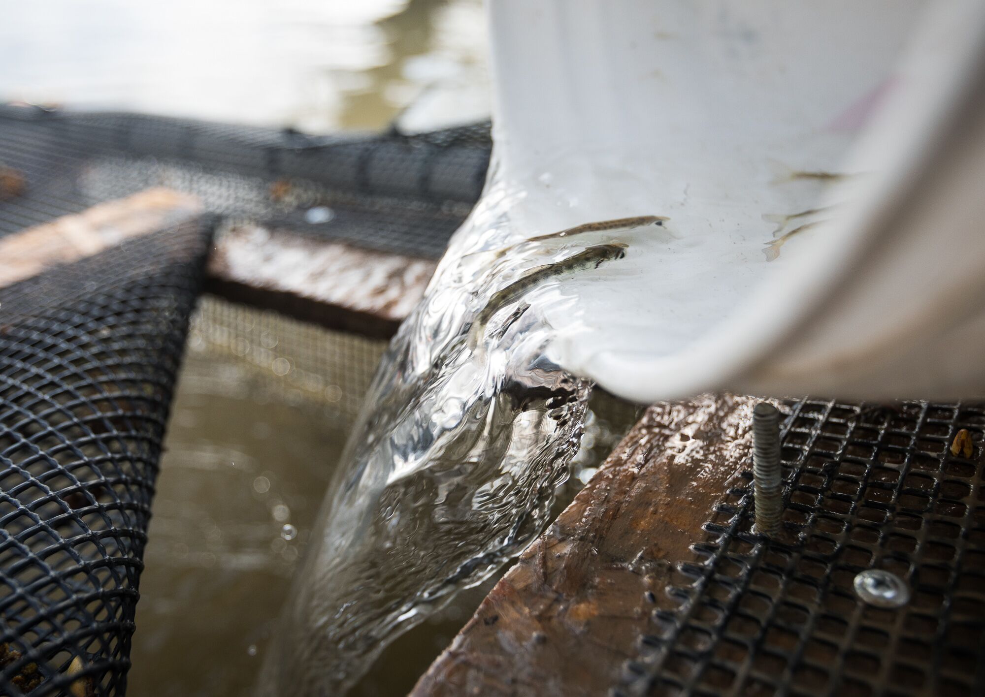 The fish raised in the flooded rice fields at Knaggs Ranch grow quickly, thanks to a plentiful supply of freshwater invertebrates.