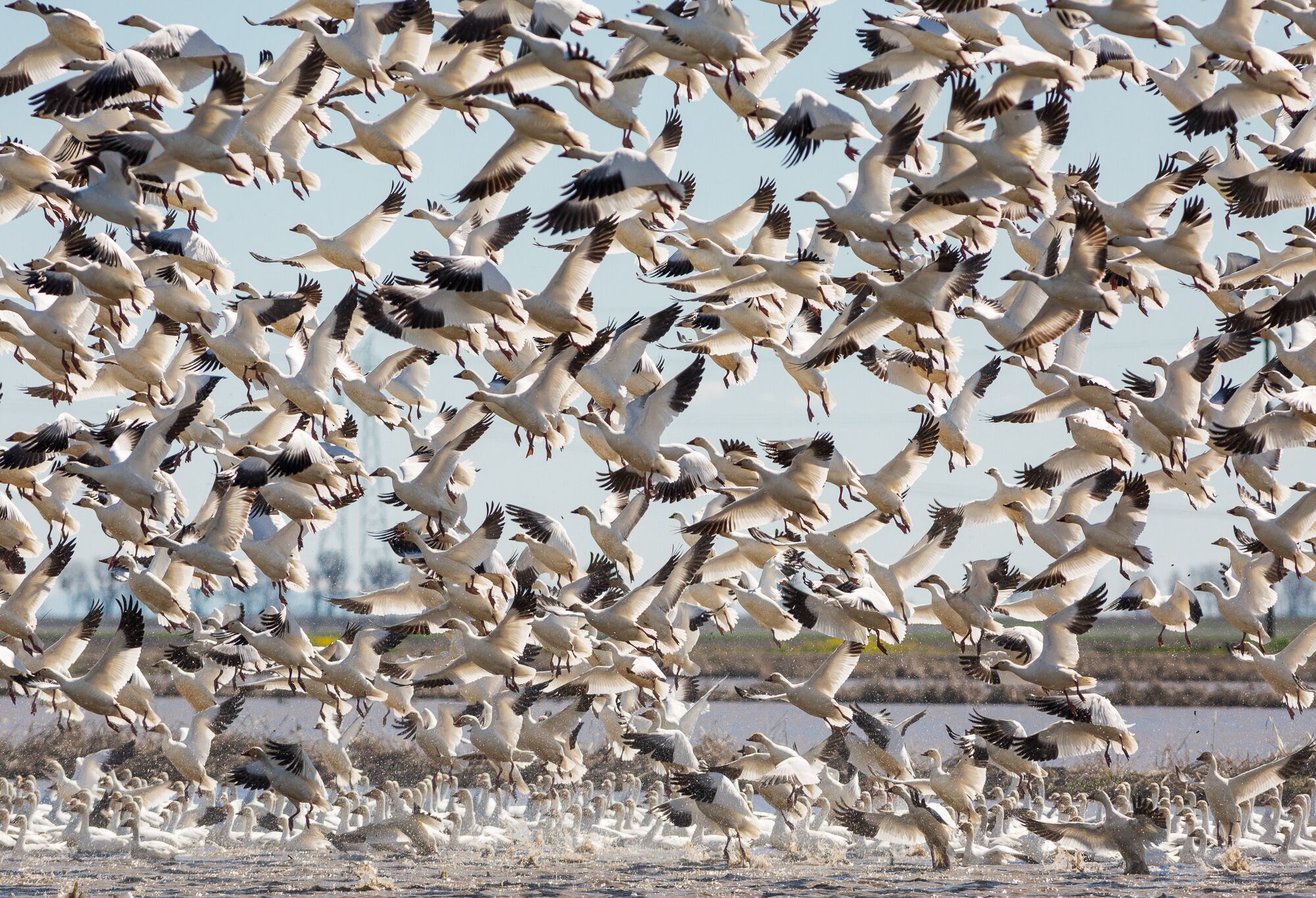 A dense flock of snow geese lifts off from a flooded rice field in California’s Central Valley.