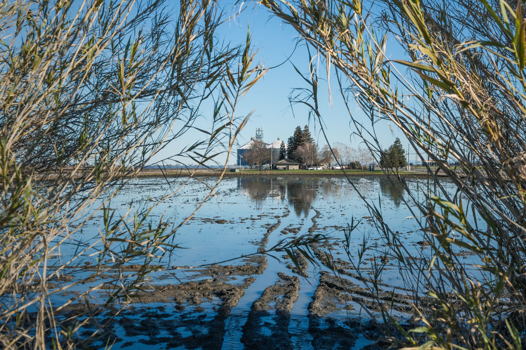 In flooded rice fields like this one near the Sacramento River, the shallow, still water provides the perfect conditions for both algae and zooplankton to proliferate.