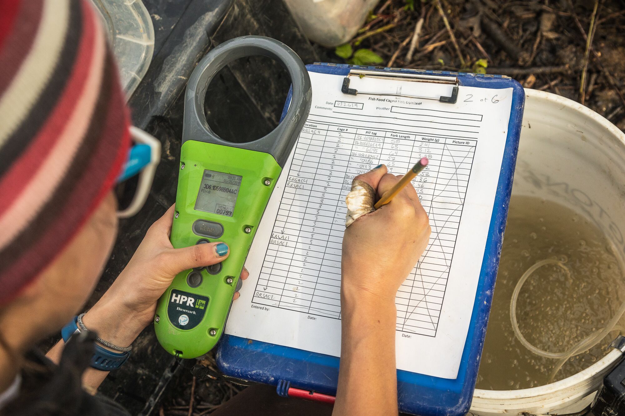 Jennifer Kronk records fish measurements and tagging information at a sampling site.