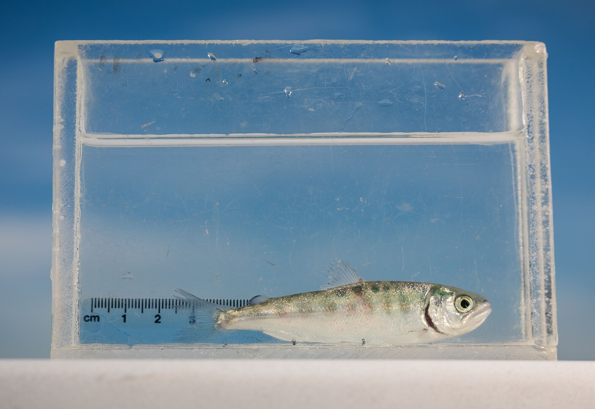 A Chinook salmon fry is measured at the Bodega Marine Laboratory at the University of California, Davis.