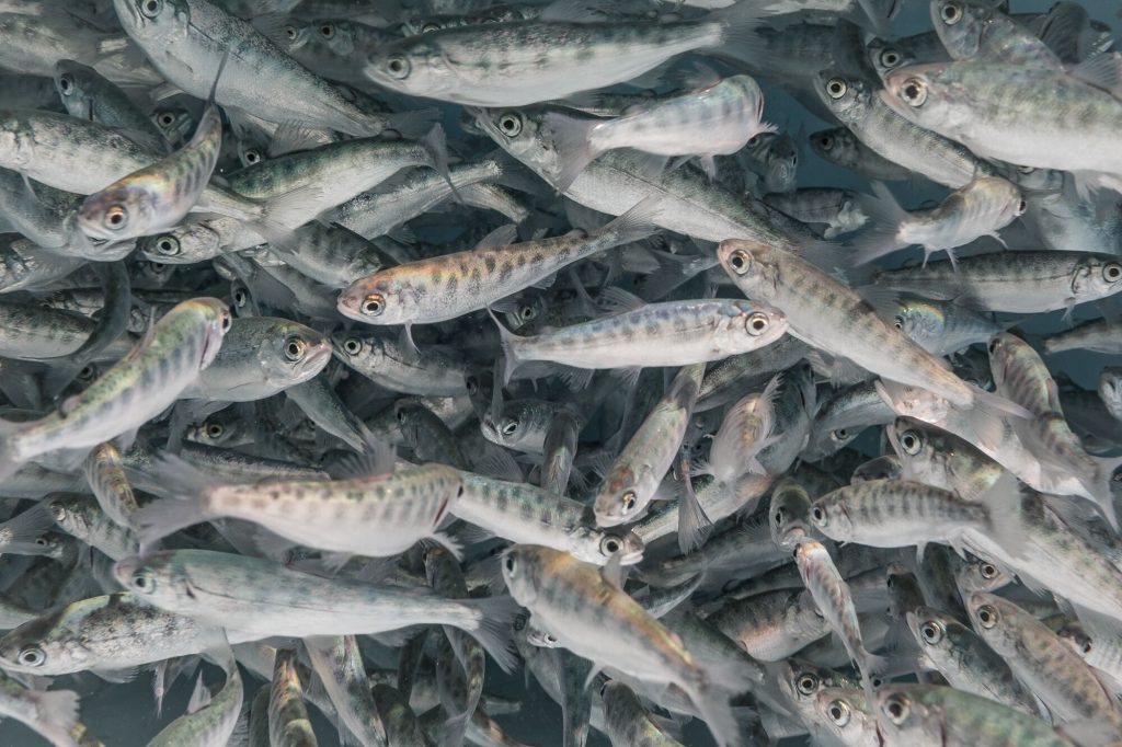 Hundreds of Chinook salmon fry swim in a tank at the Bodega Marine Laboratory at the University of California, Davis.