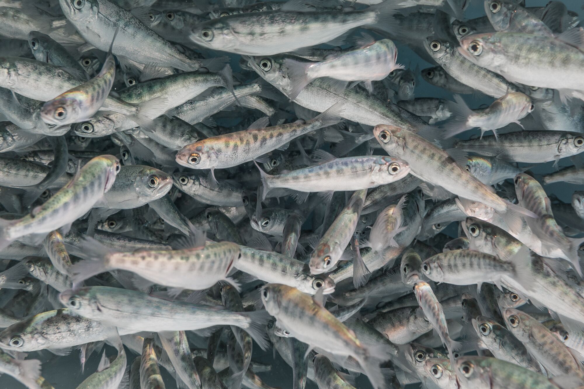 Hundreds of Chinook salmon fry swim in a tank at the Bodega Marine Laboratory at the University of California, Davis.