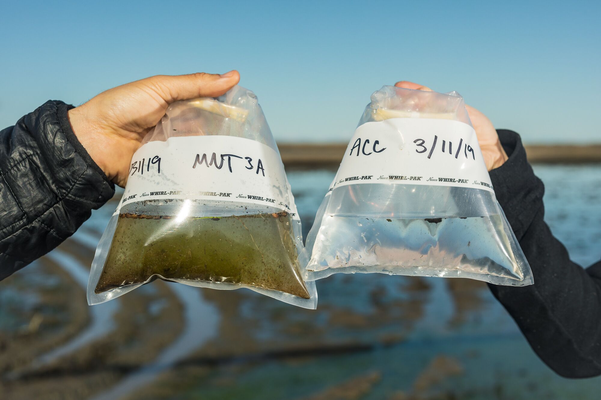 On the left, a water sample taken from a flooded rice field is bursting with zooplankton. On the right, a water sample taken from the Sacramento River on the same day contains very little food for young salmon.