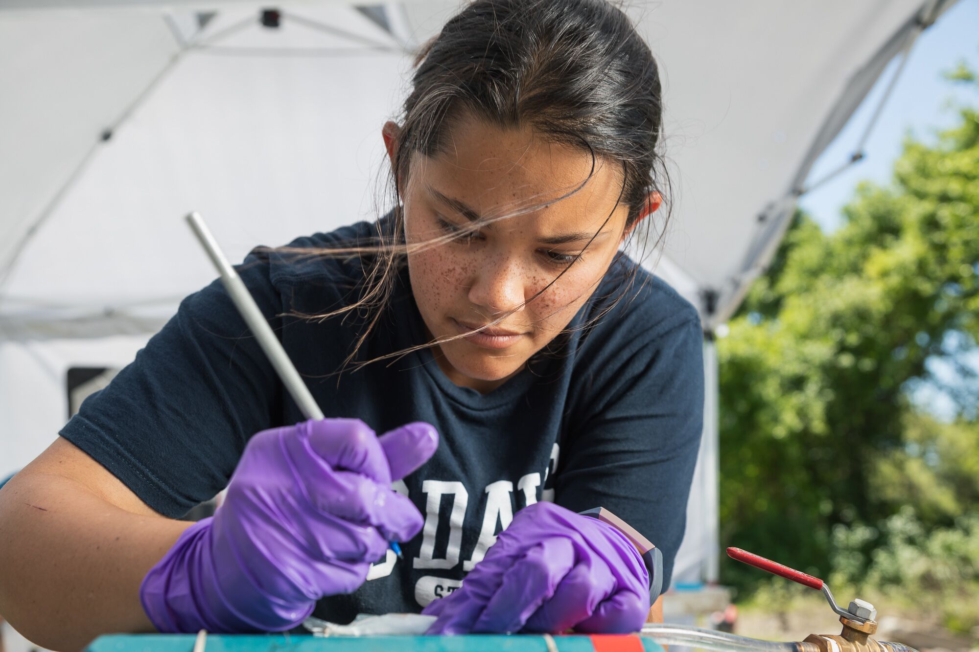 Rachelle Tallman, a graduate student at the University of California, Davis, makes an incision in the abdomen of a salmon fry to insert a tracking tag.