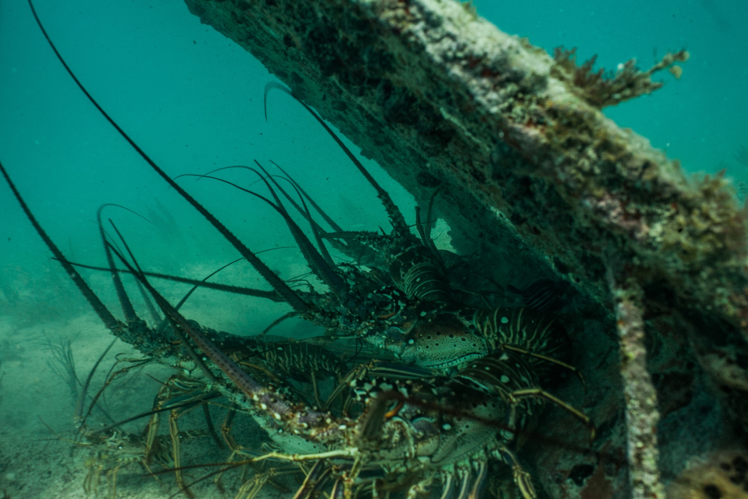 Caribbean spiny lobsters huddle under a casita off Punta Allen, Mexico. Photograph by Dominic Bracco II