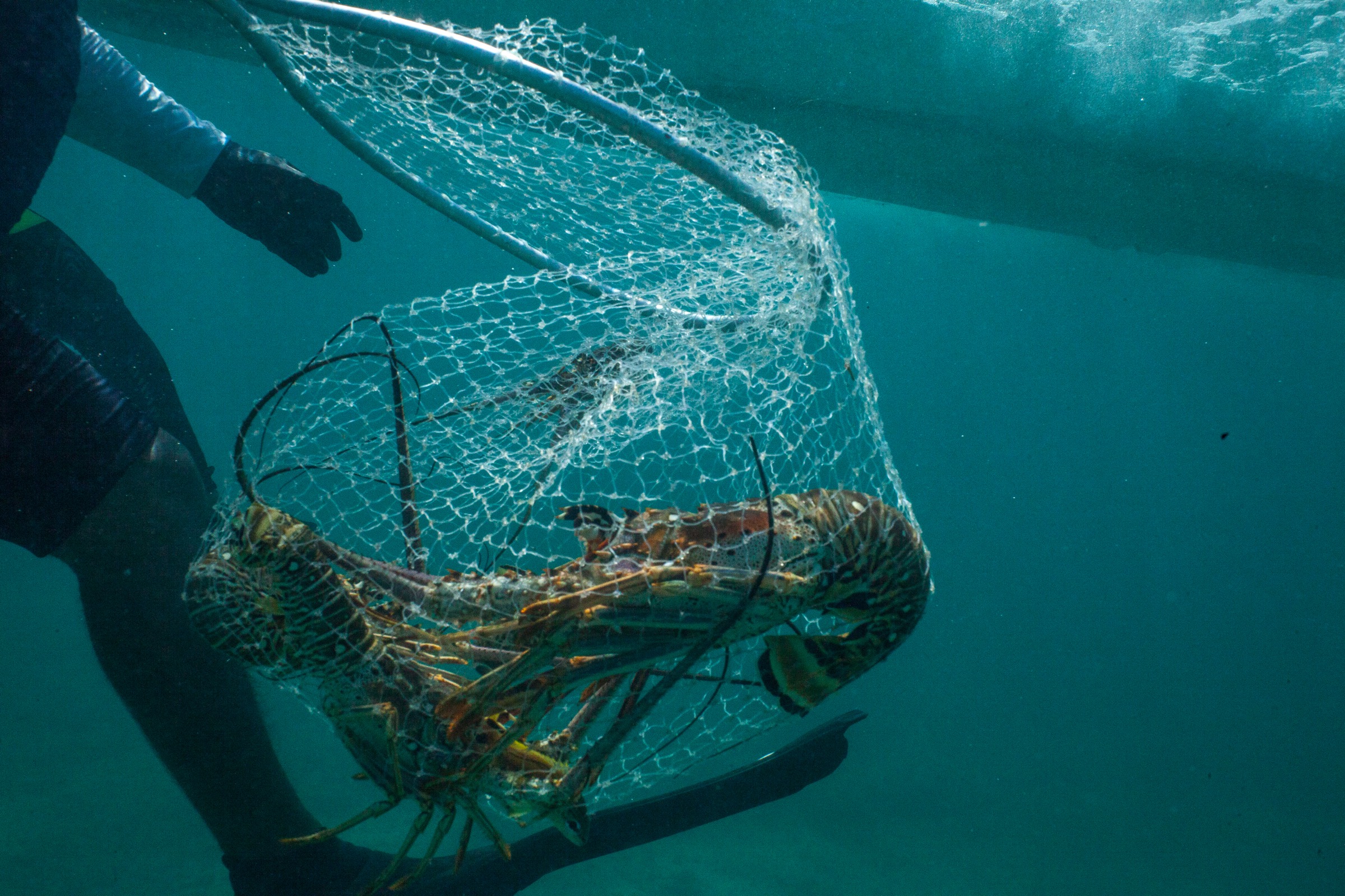 Magdiel Naal hauls a net full of lobsters up to a lancha off Punta Allen, Mexico. Photograph by Dominic Bracco II