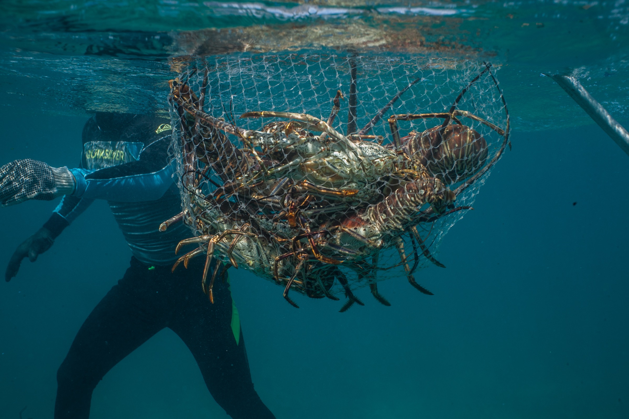 Ricardo Pérez Mendoza brings a net full of lobsters up to a lancha off Punta Allen, Mexico. Photograph by Dominic Bracco II