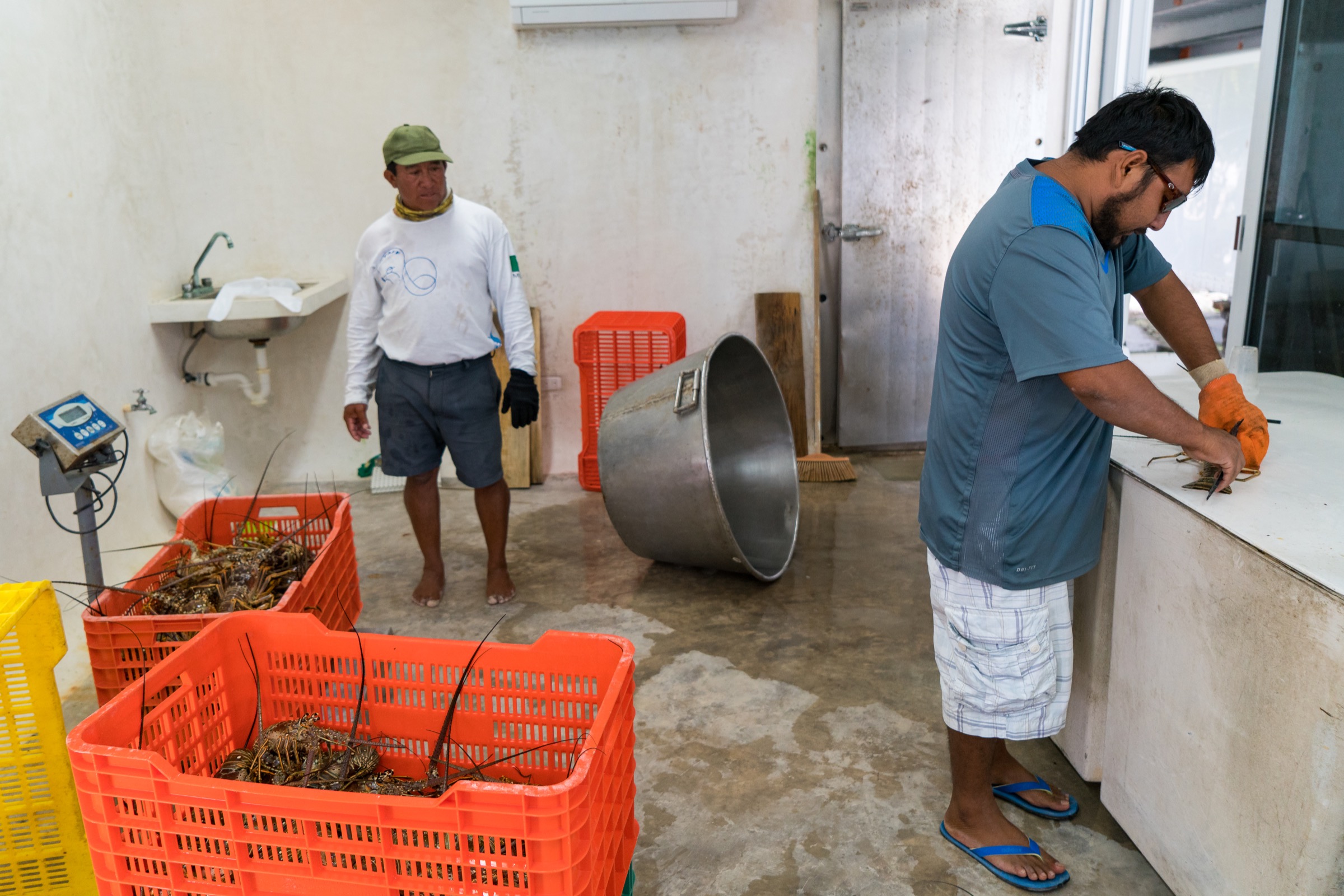 In Punta Allen, the legal size for lobsters is actually larger than it is in the rest of the country, a limit the town placed on itself to better manage the fishery. Photograph by Steve De Neef