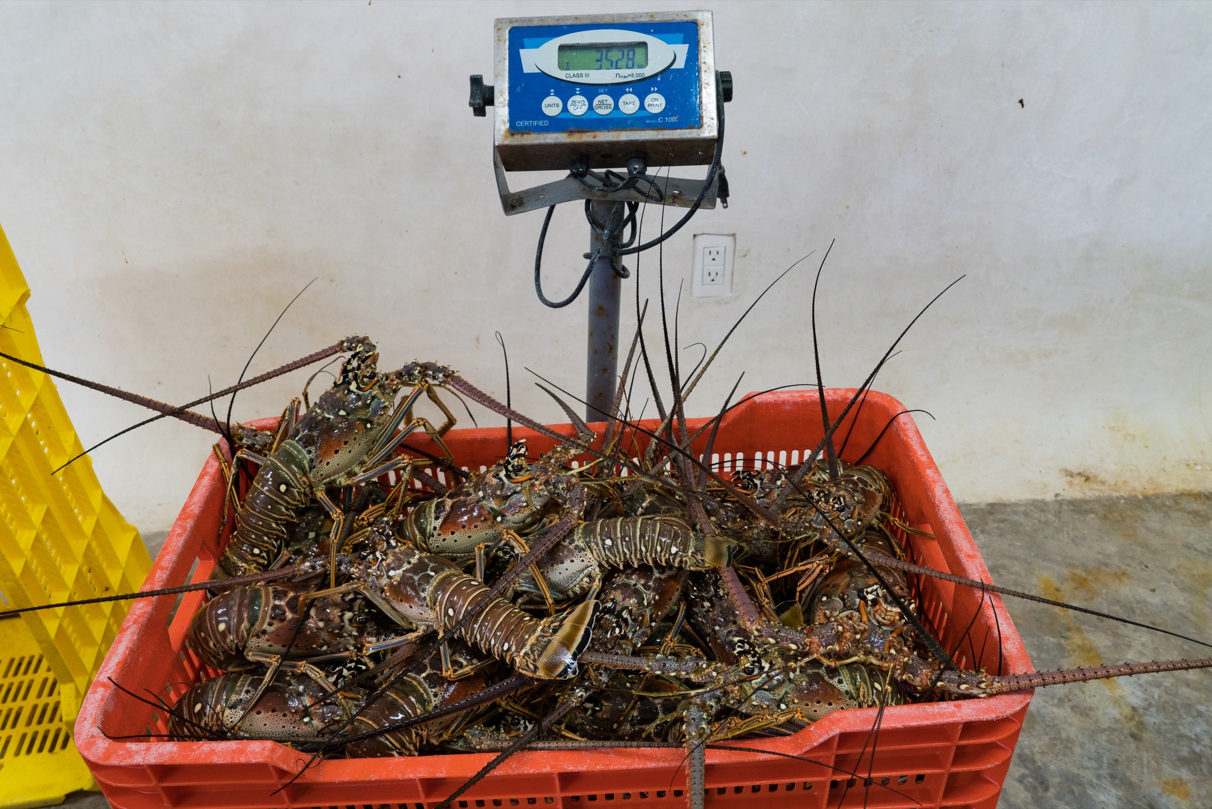 Punta Allen lobster fishermen can take home more than 100 kilograms of lobster in a day. Photograph by Steve De Neef