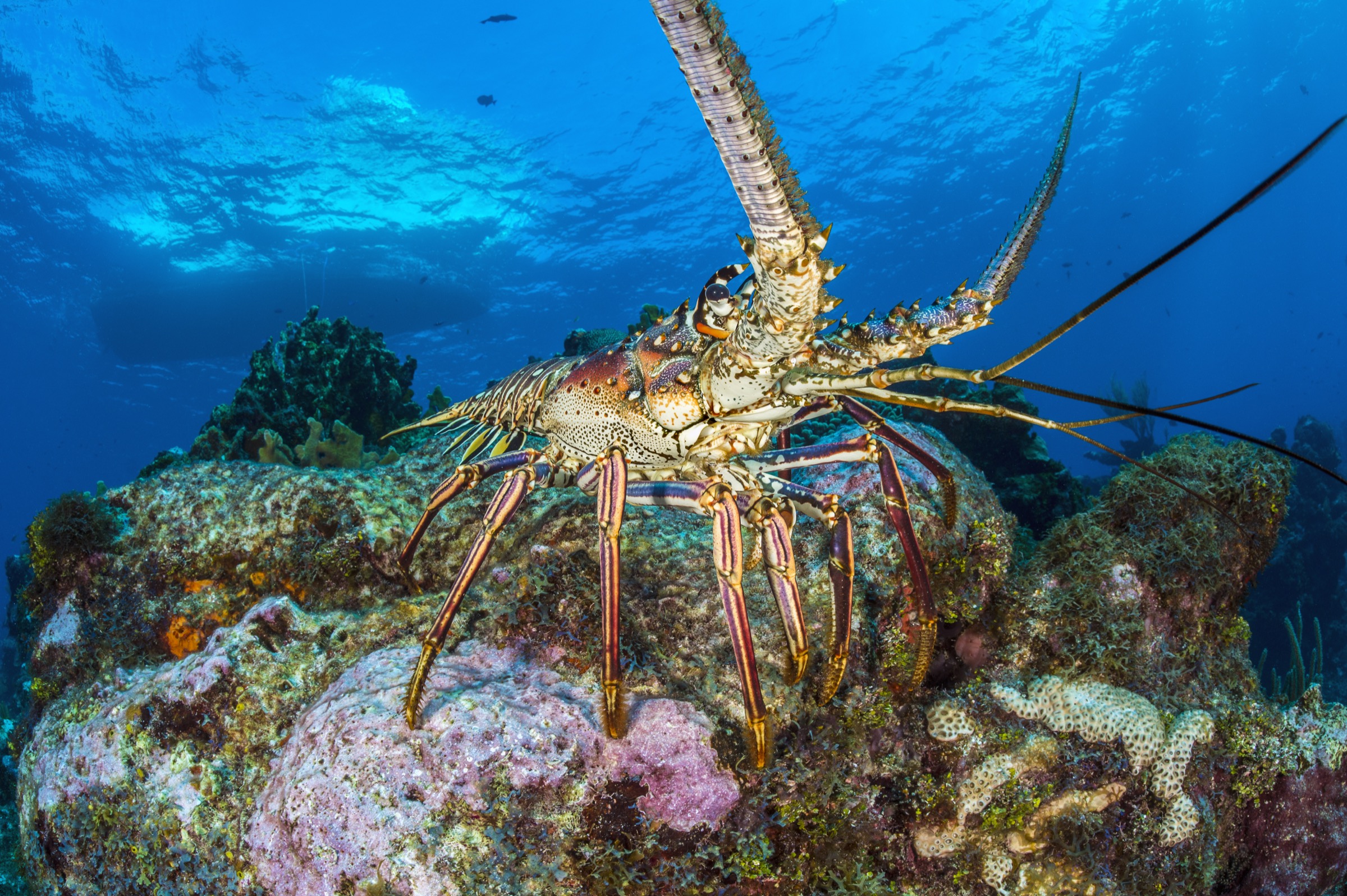 A Caribbean spiny lobster emerges onto a coral reef in late afternoon.