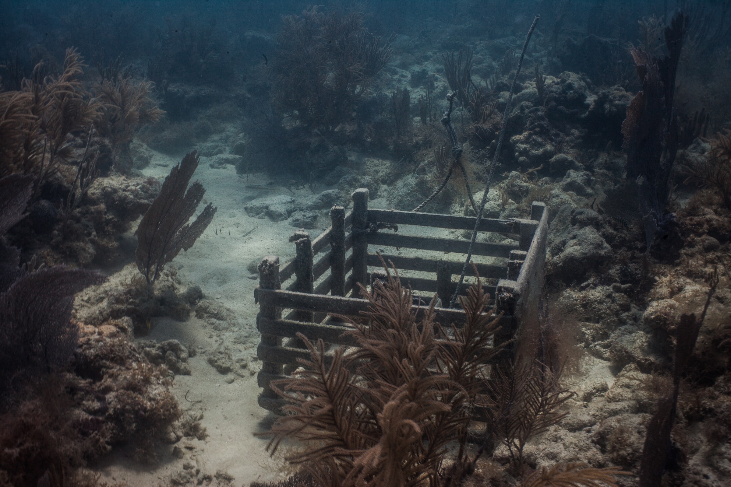 A ghost trap rests on the seafloor off the Florida Keys. Photograph by Dominic Bracco II