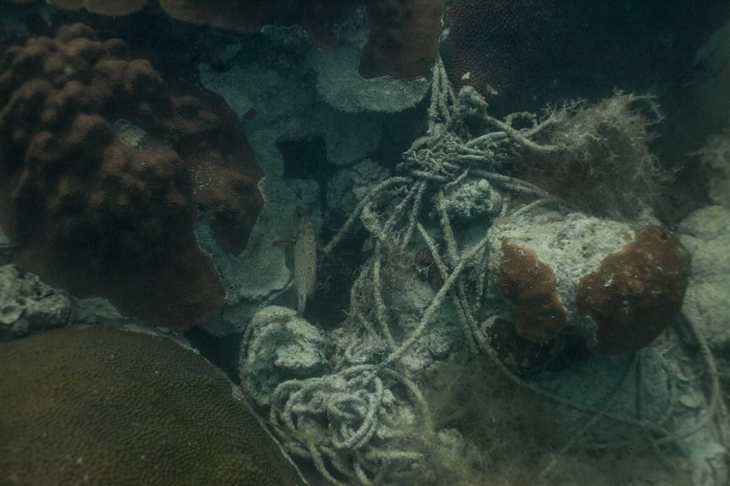 It’s hard to dive around the Florida Keys without seeing traps and debris from the lobster fishery. Studies suggest that each year, more than 1,000 miles of rope are lost. Photograph by Dominic Bracco II