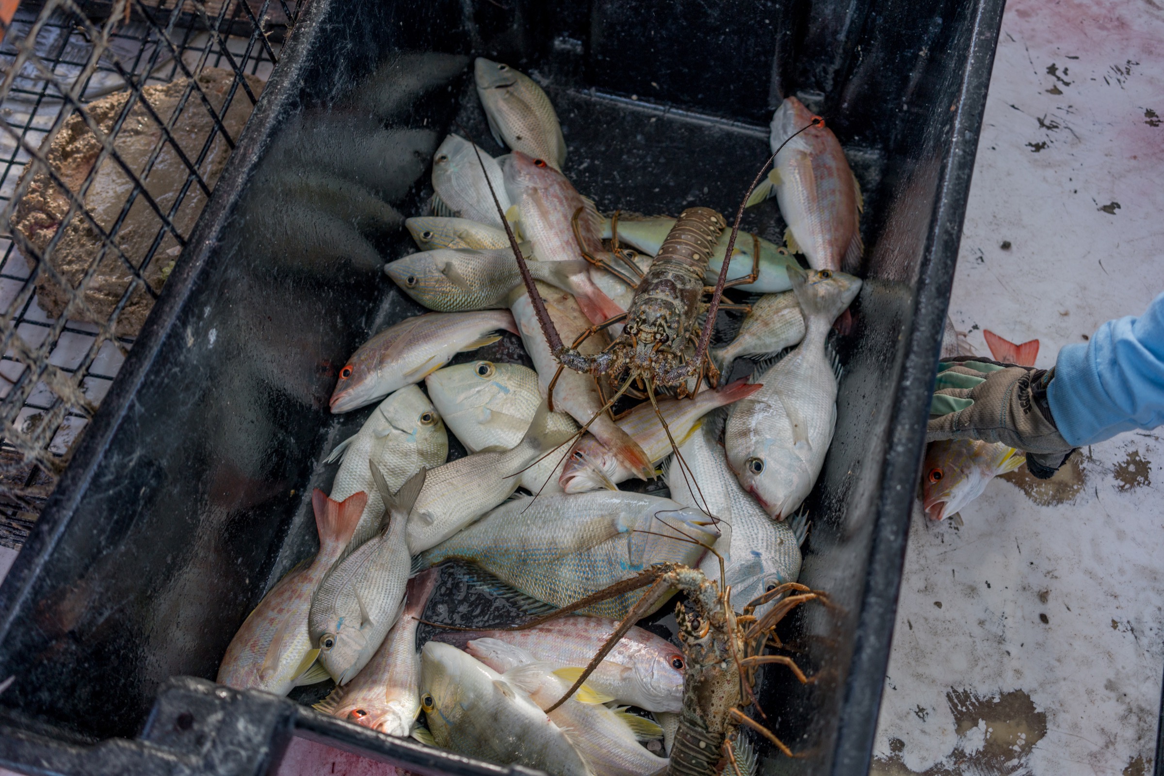 Bycatch is common in lobster traps. One benefit of casitas is that no lobsters—or other animals—die inside traps. Photograph by Dominic Bracco II