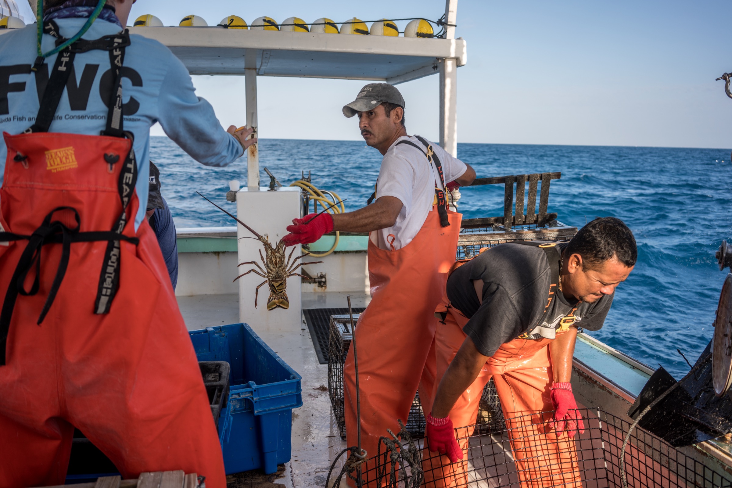 Lobster fishermen and researchers from the Florida Fish and Wildlife Conservation Commission conduct a study off the coast of Marathon, Florida. Photograph by Dominic Bracco II