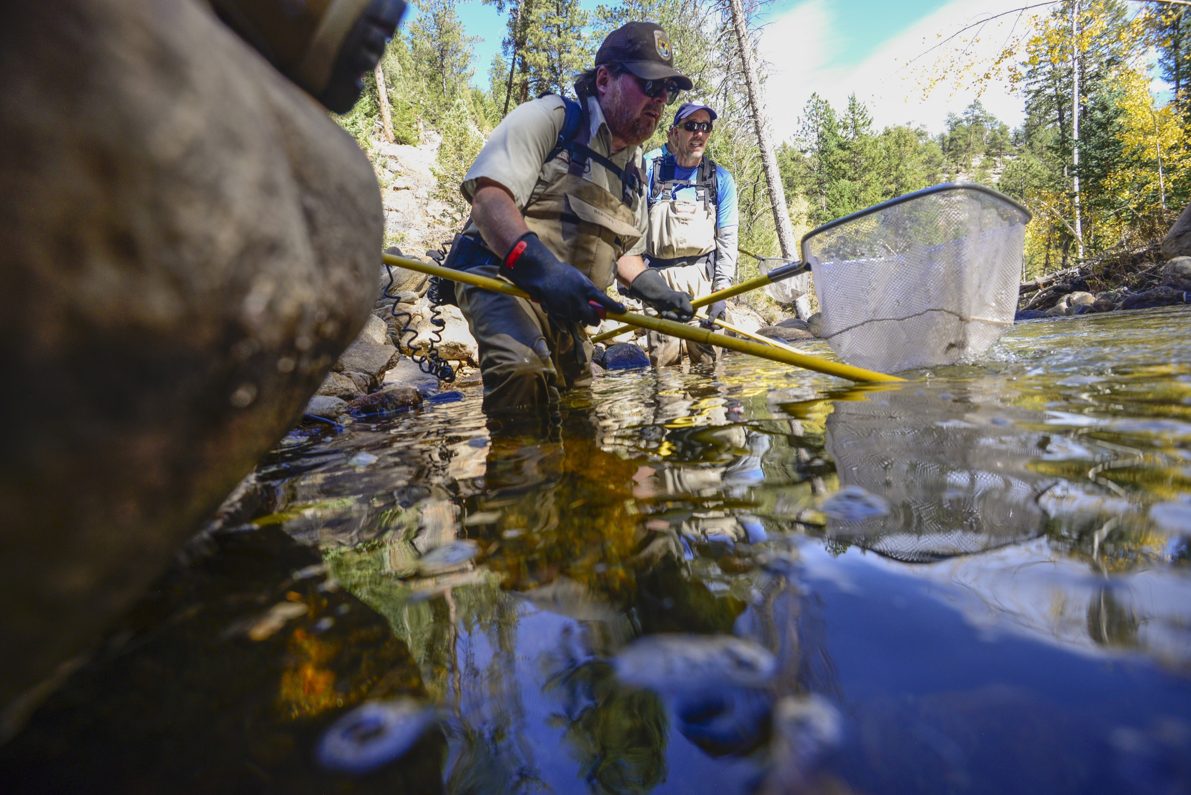 U.S. Fish and Wildlife Service biologist Chris Kennedy worksto remove cutthroat trout from the waters of Rocky Mountain National Park’s West Creek—trout that heand others helped establish here in years past. Photograph by Lindsay Fendt