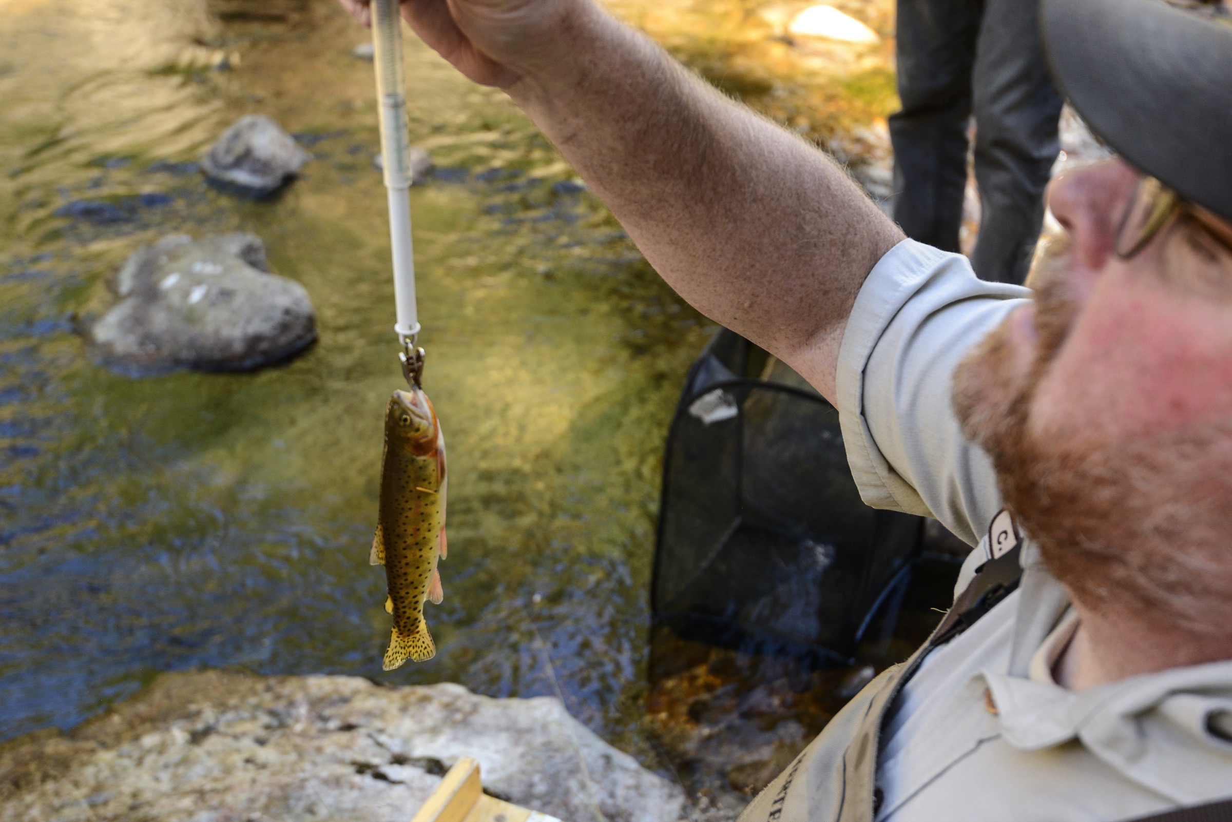 Biologist Chris Kennedy weighs a small cutthroat trout that he and his team caught electrofishing in Rocky Mountain National Park’s West Creek.Photograph by Lindsay Fendt