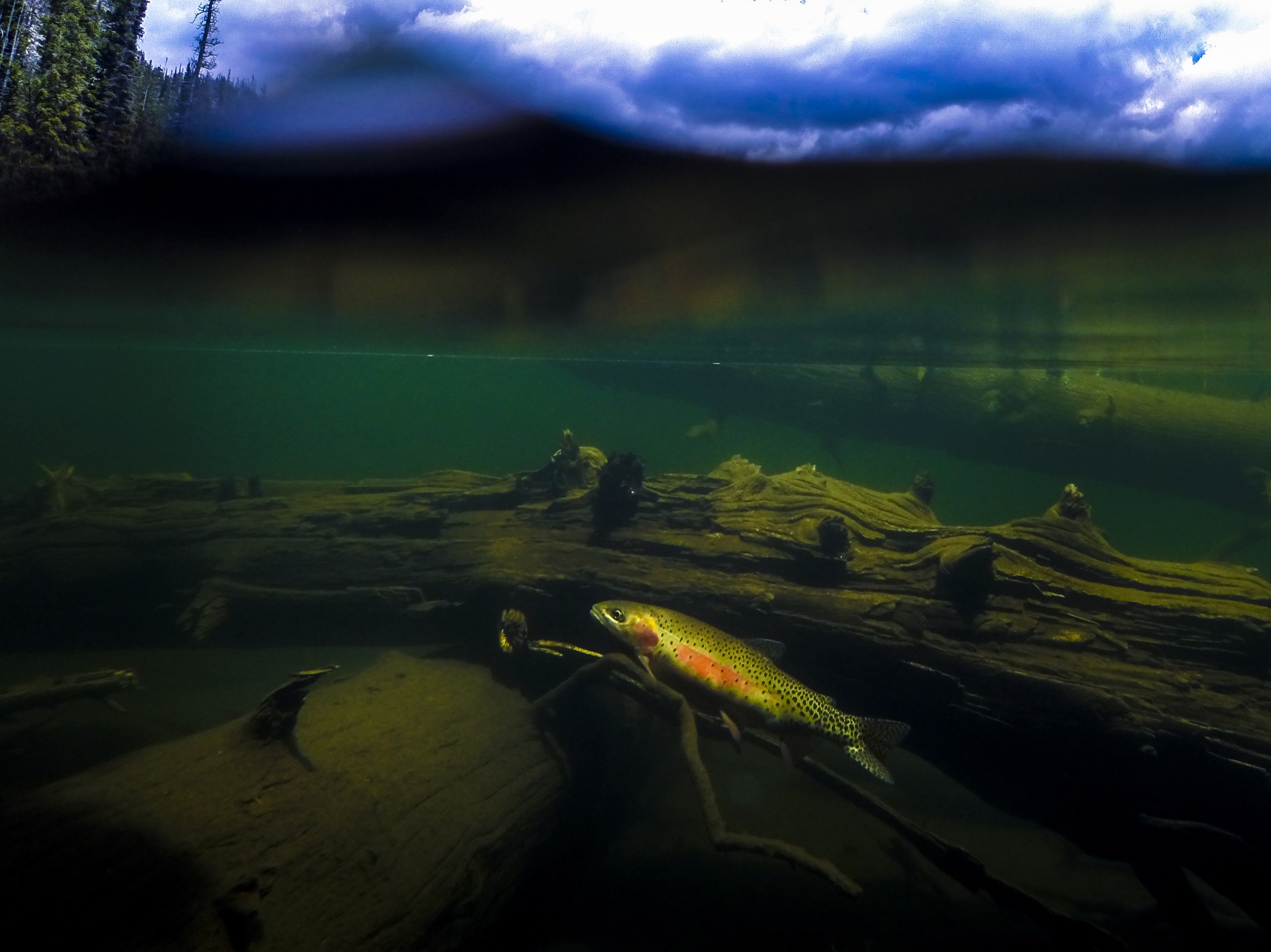 This rainbow-cutthroat trout hybrid embodies one of the many threats that greenback cutthroat trout and other nativespecies face: interbreeding with non-natives. Photograph by William Hughes