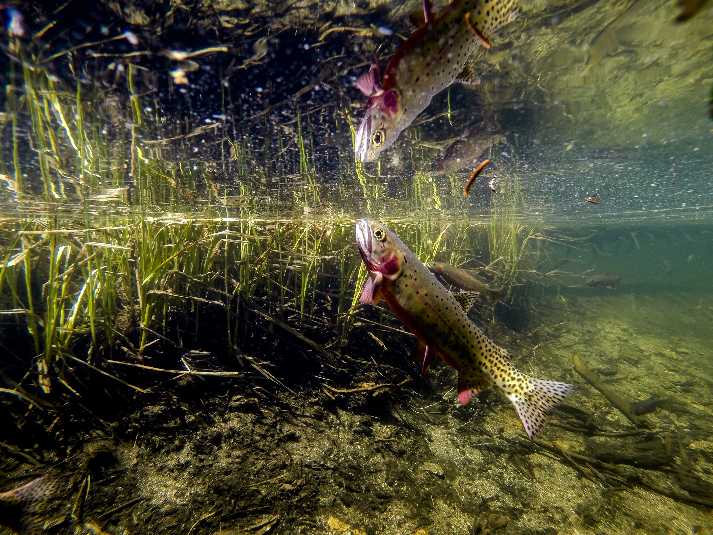 A cutthroat trout, once thought to be one of the true greenback cutthroat (Oncorhynchus clarkii stomias), feeds at the surface of a lake in Rocky Mountain National Park. Photograph by William Hughes