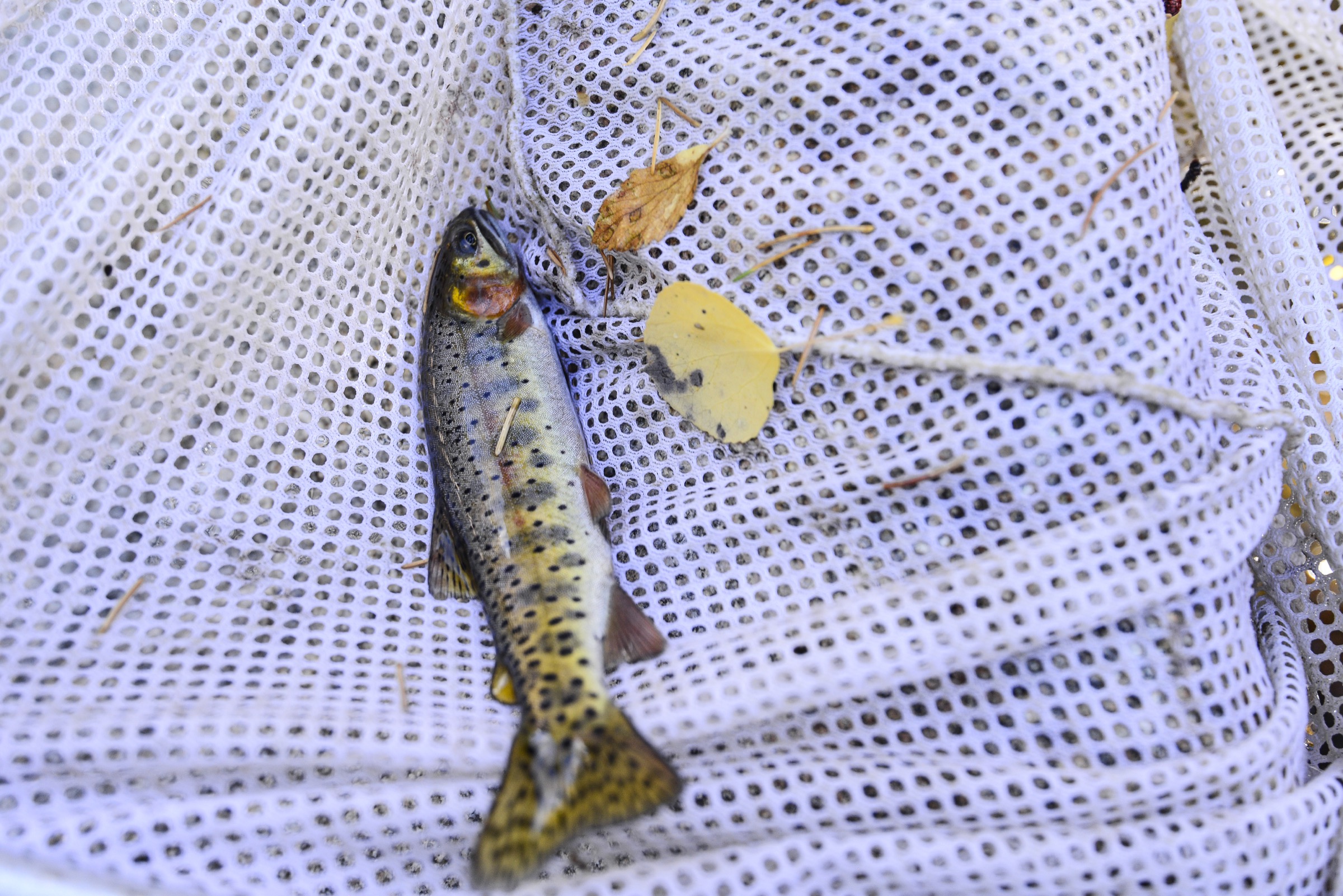 This small cutthroat trout, caught by biologist Chris Kennedy and his team while electrofishing, will be removed from Rocky Mountain National Park’s West Creek to make way for true greenback cutthroats (Oncorhynchus clarkii stomias). Photograph by Lindsay Fendt
