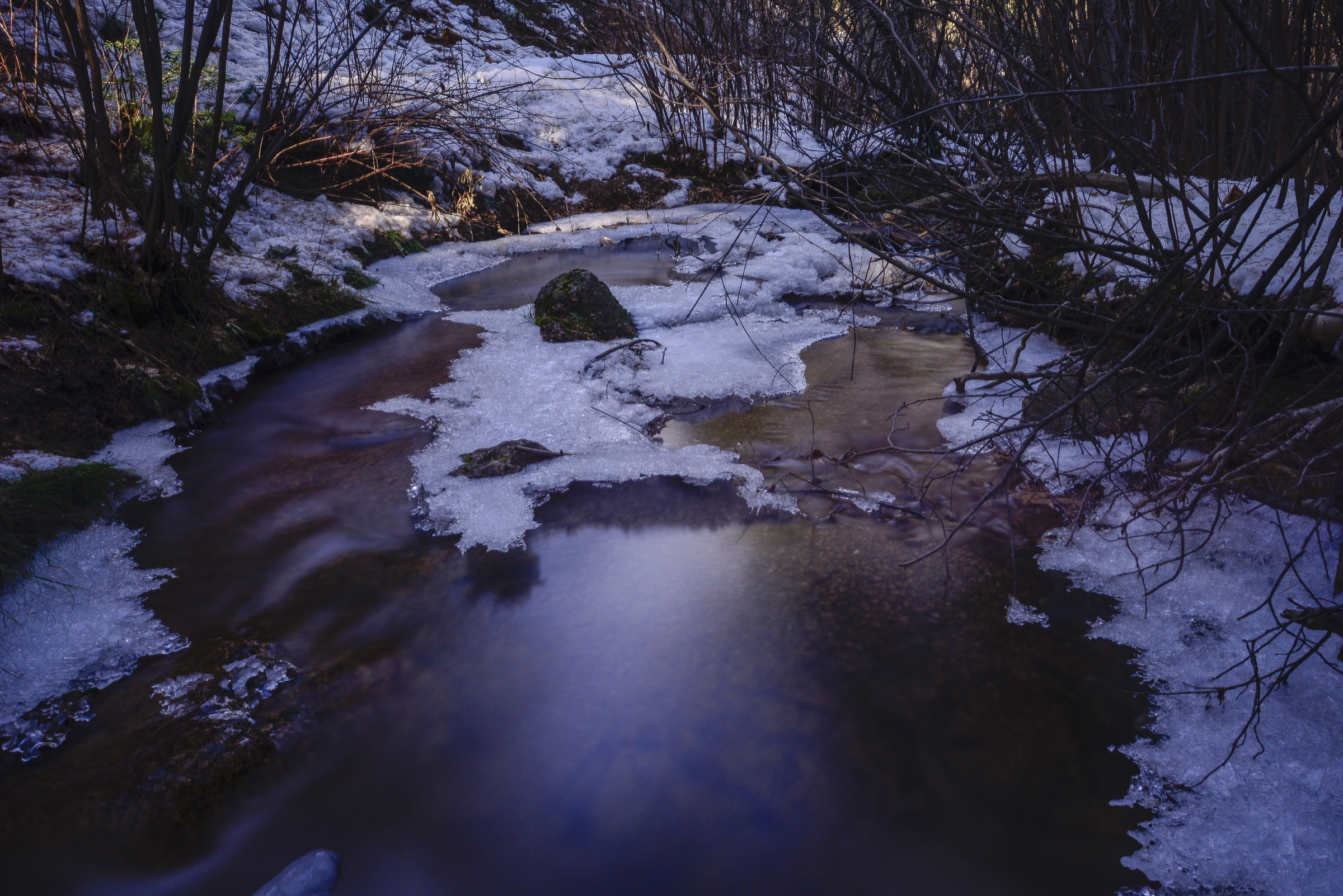 Bear Creek, an isolated stream on Pike’s Peak’s southern slope, home to the last remaining wild population of true greenback cutthroat trout (Oncorhynchus clarkii stomias), is the starting point of the second round of efforts to restore the subspecies to its former range. Photograph by Lindsay Fendt